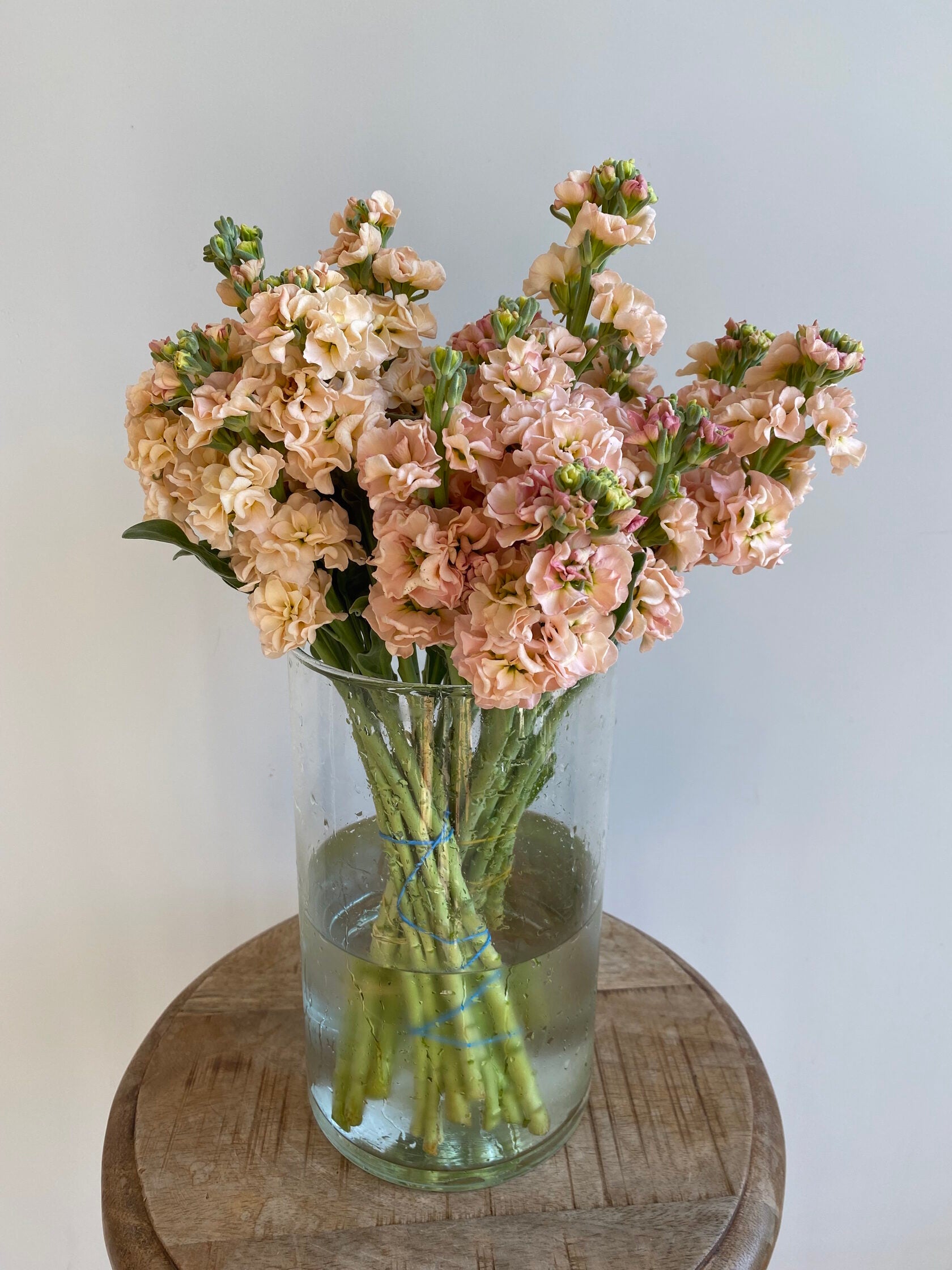 Matthiola Katz Apricot