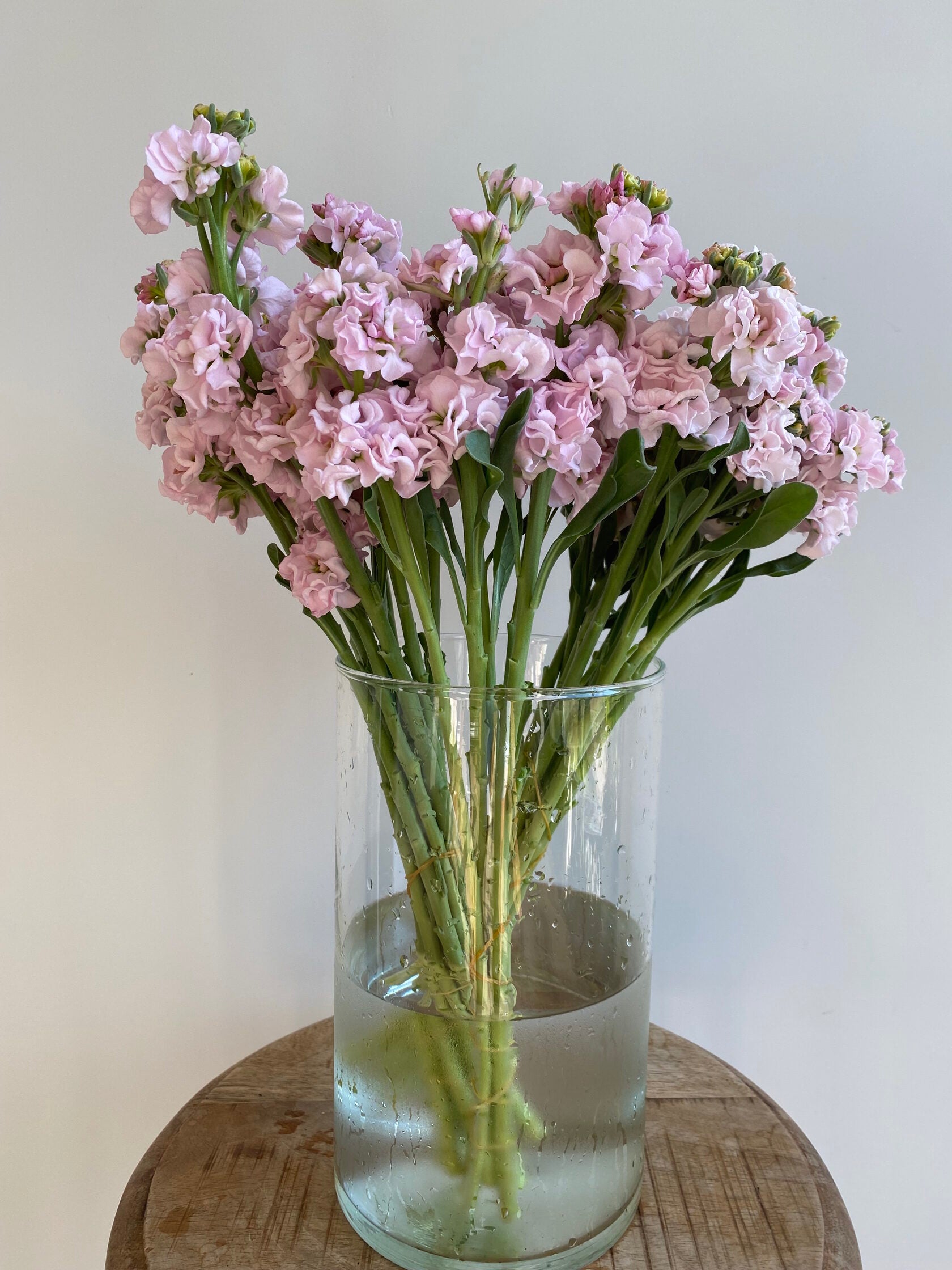Matthiola Iron Cherry