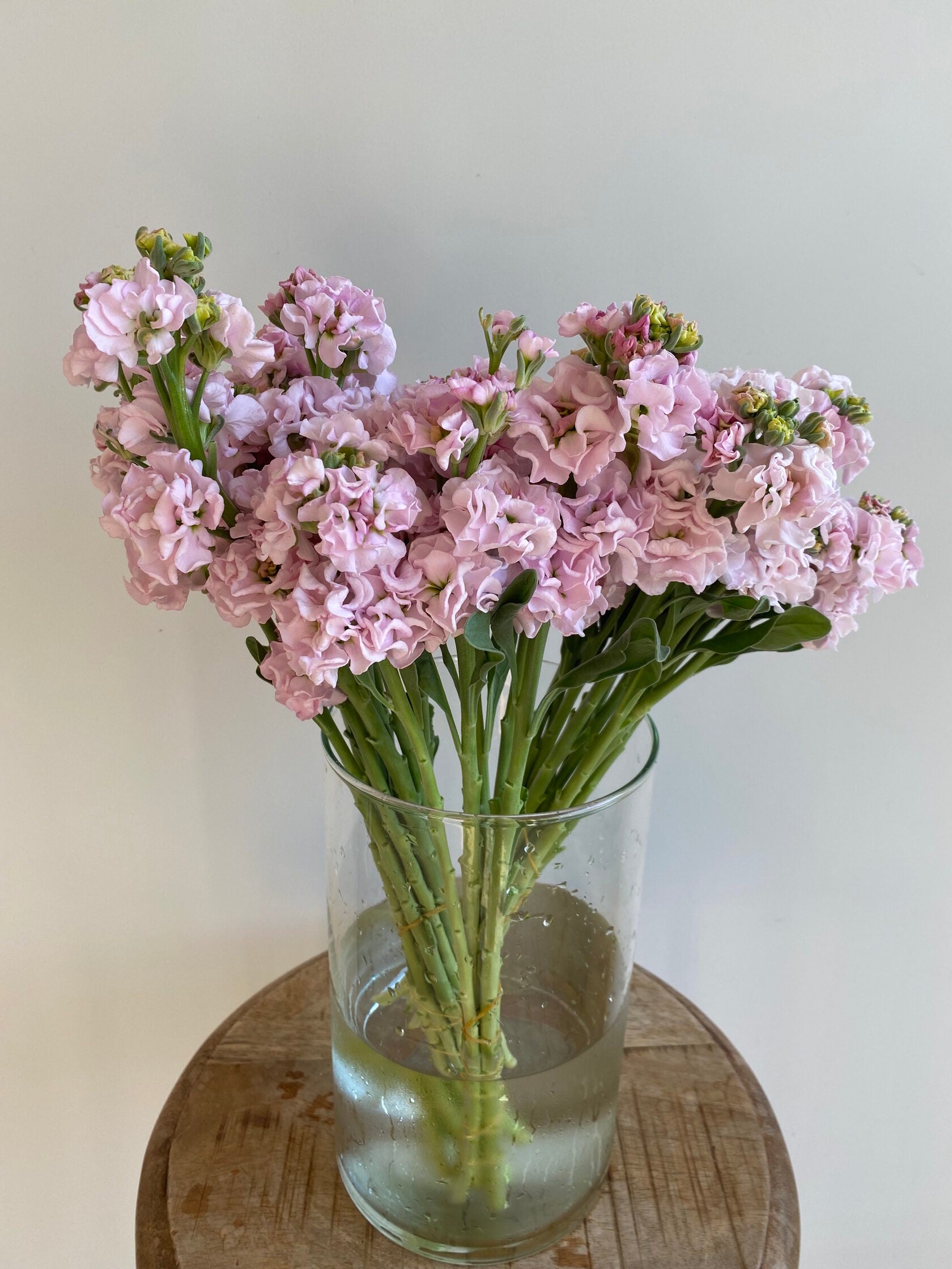 Matthiola Iron Cherry
