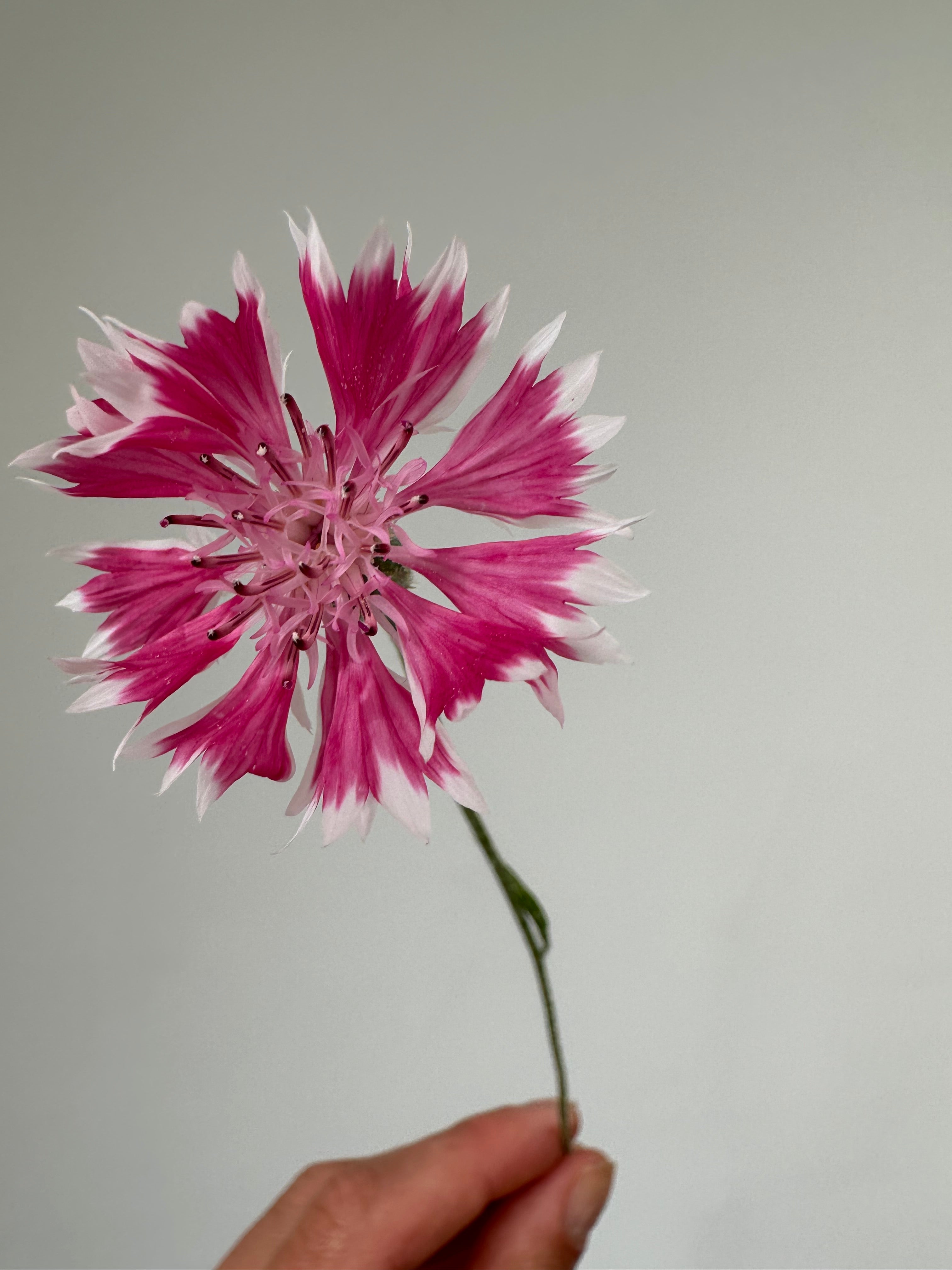 Centaurea Classic Romantic