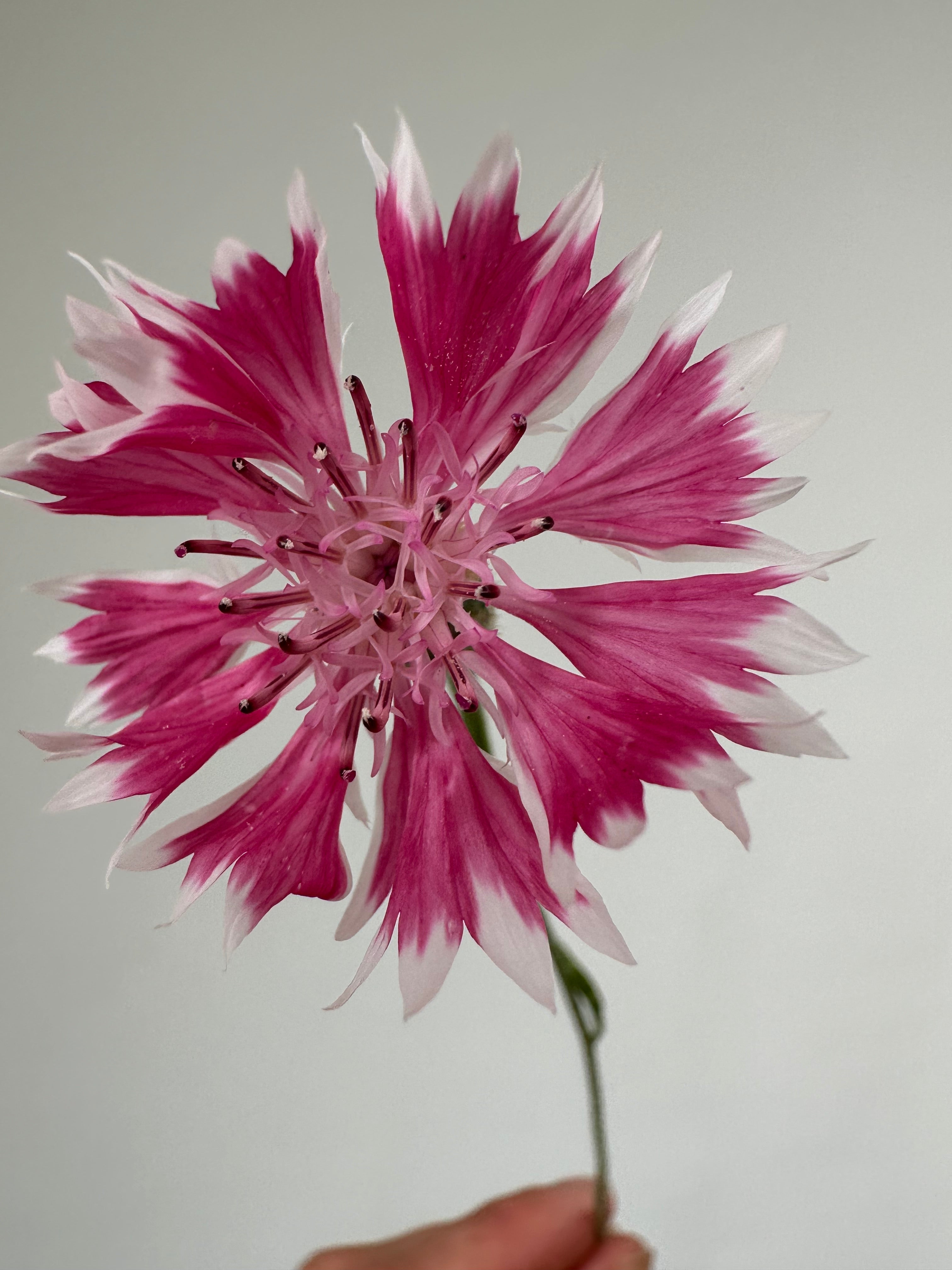 Centaurea Classic Romantic