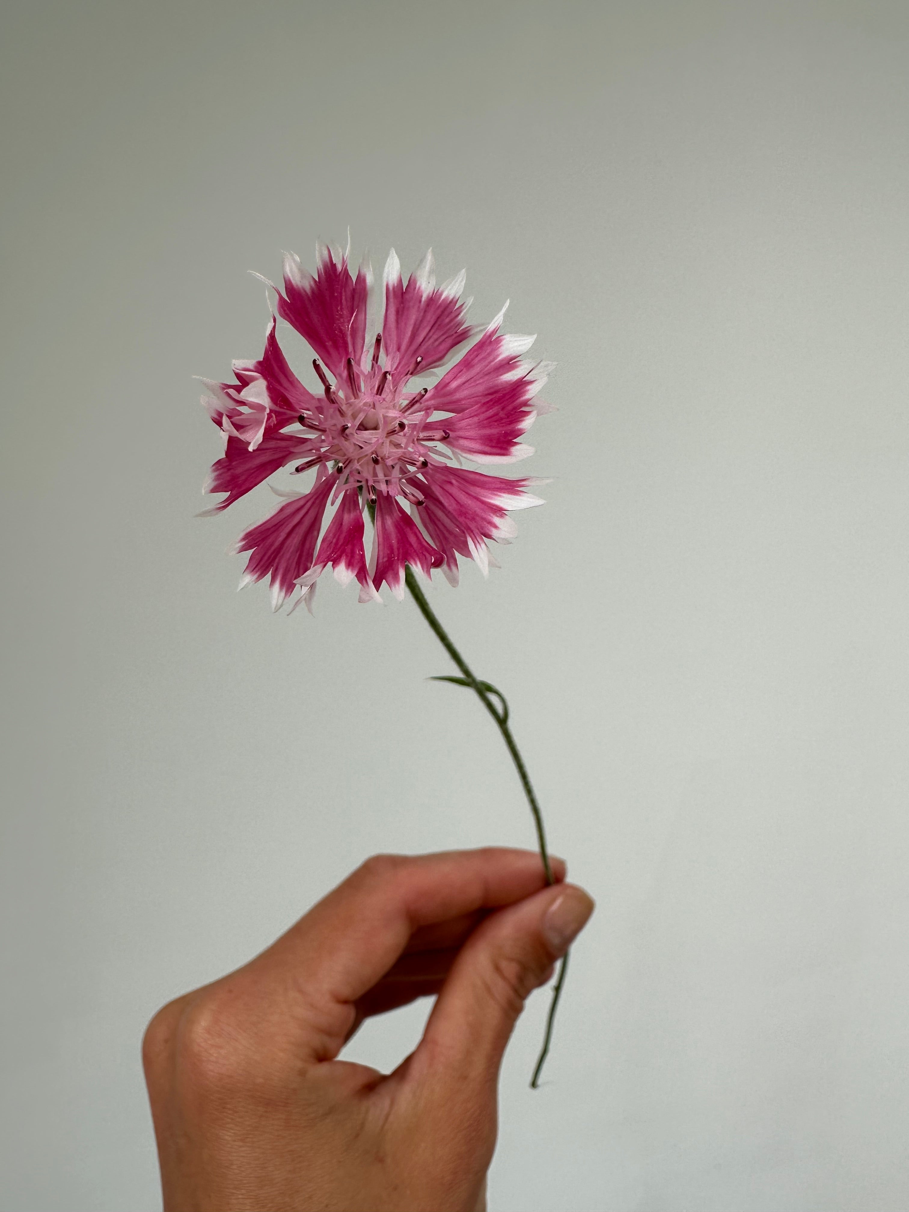Centaurea Classic Romantic