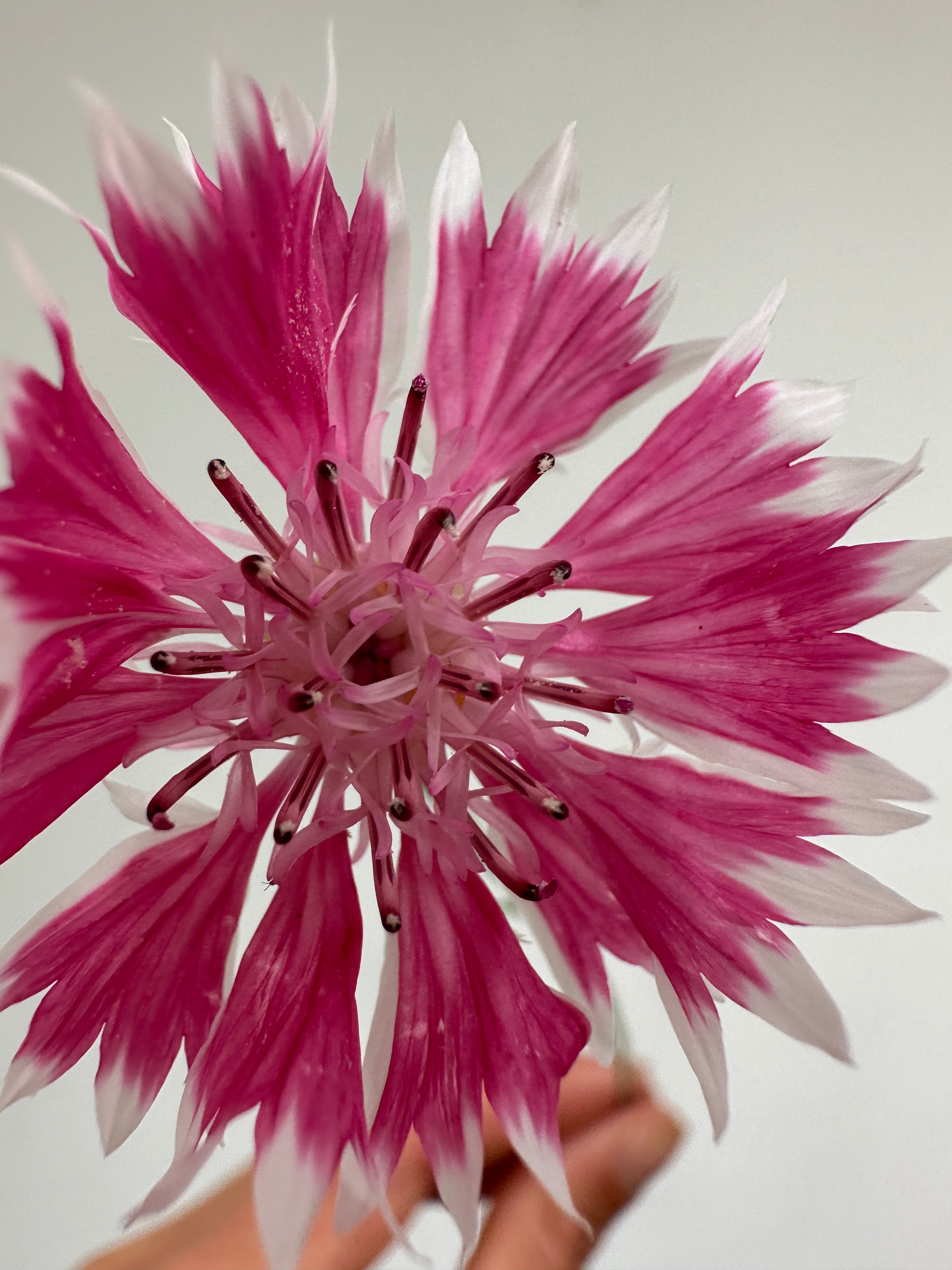 Centaurea Classic Romantic