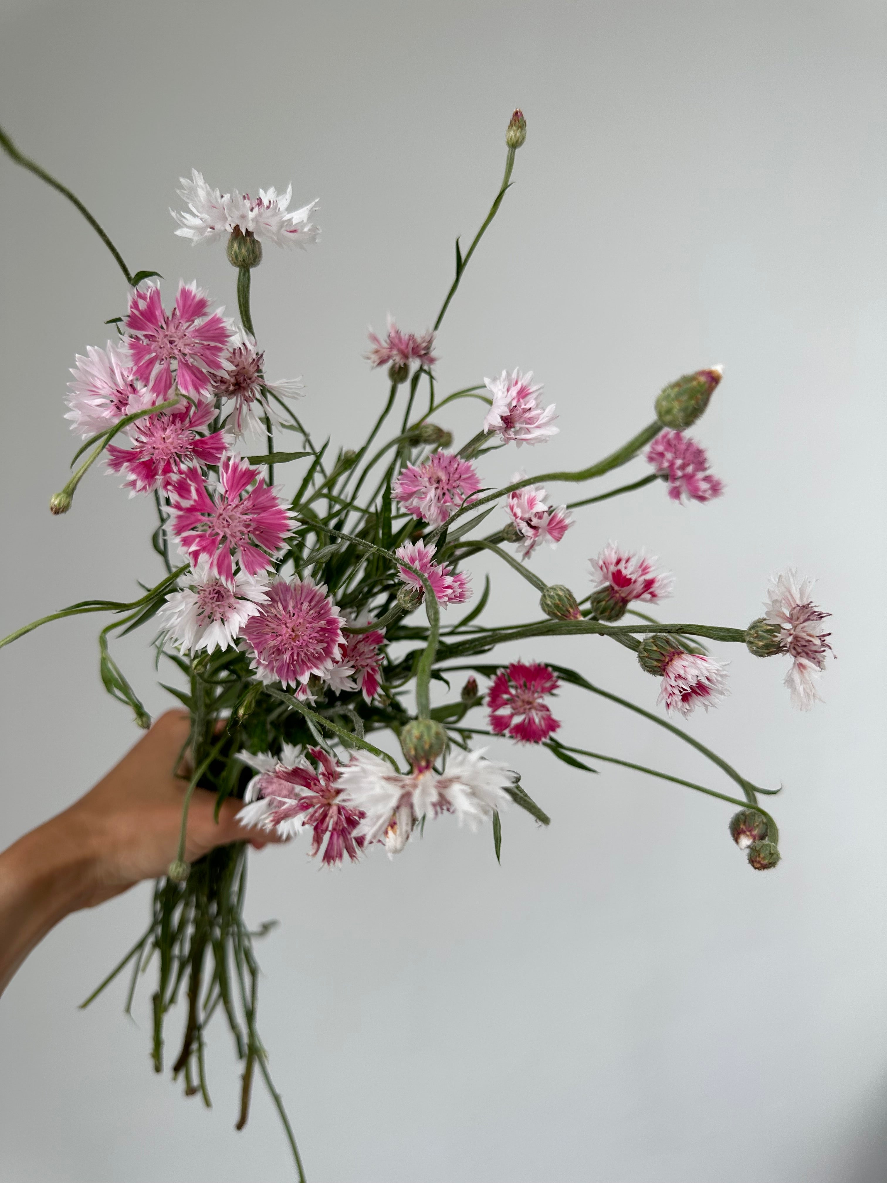 Centaurea Classic Romantic