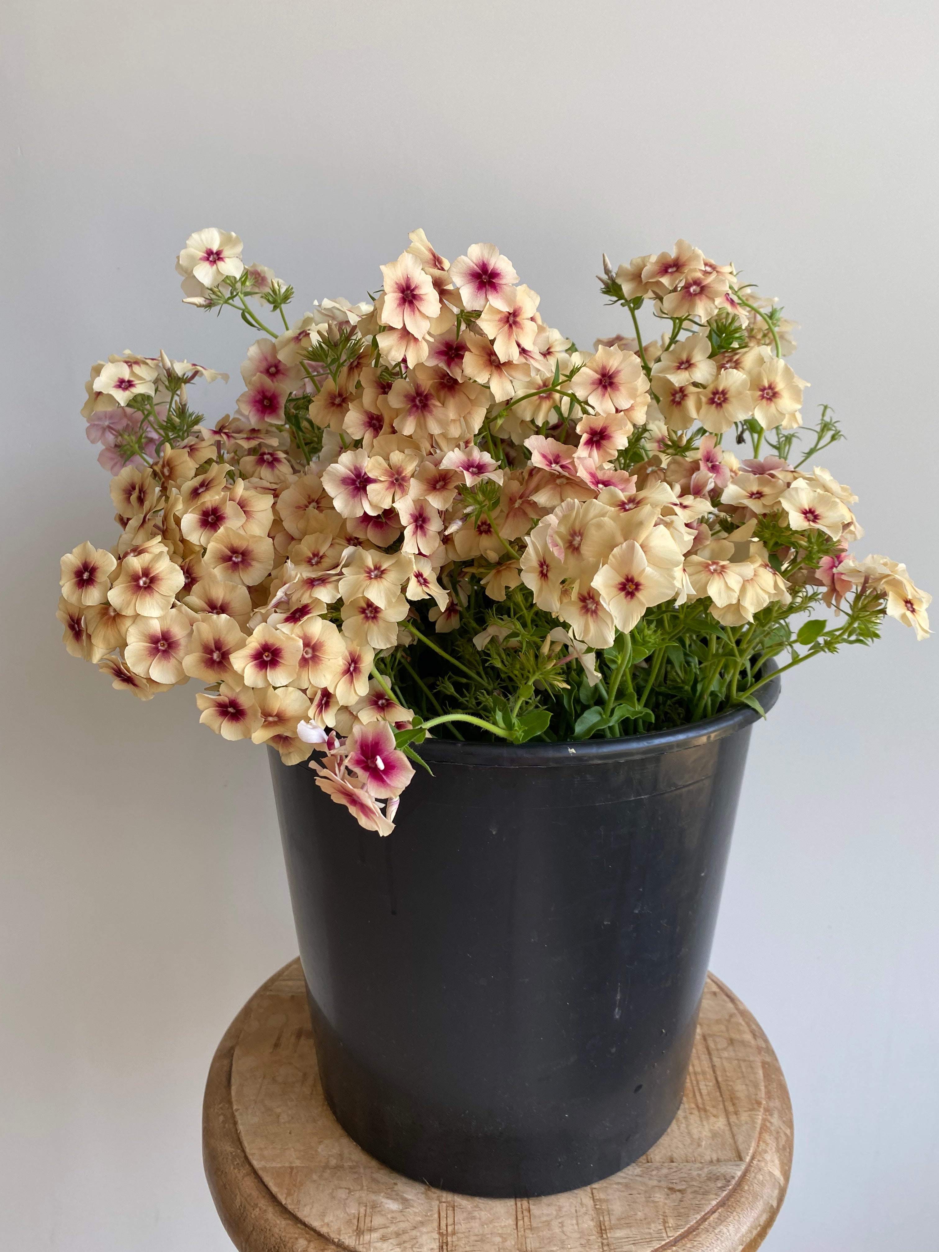 Phlox Cherry Caramel
