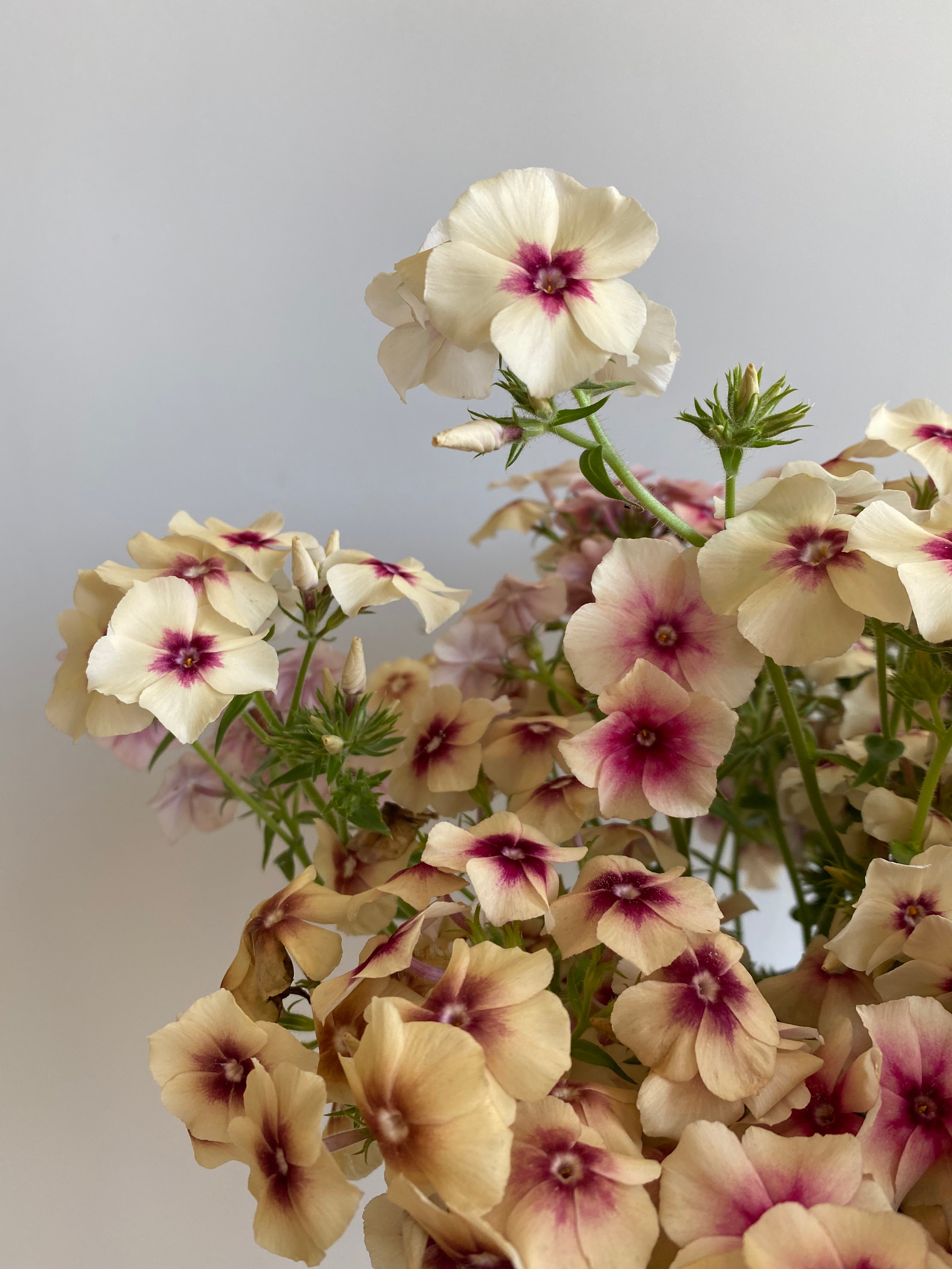 Phlox Cherry Caramel