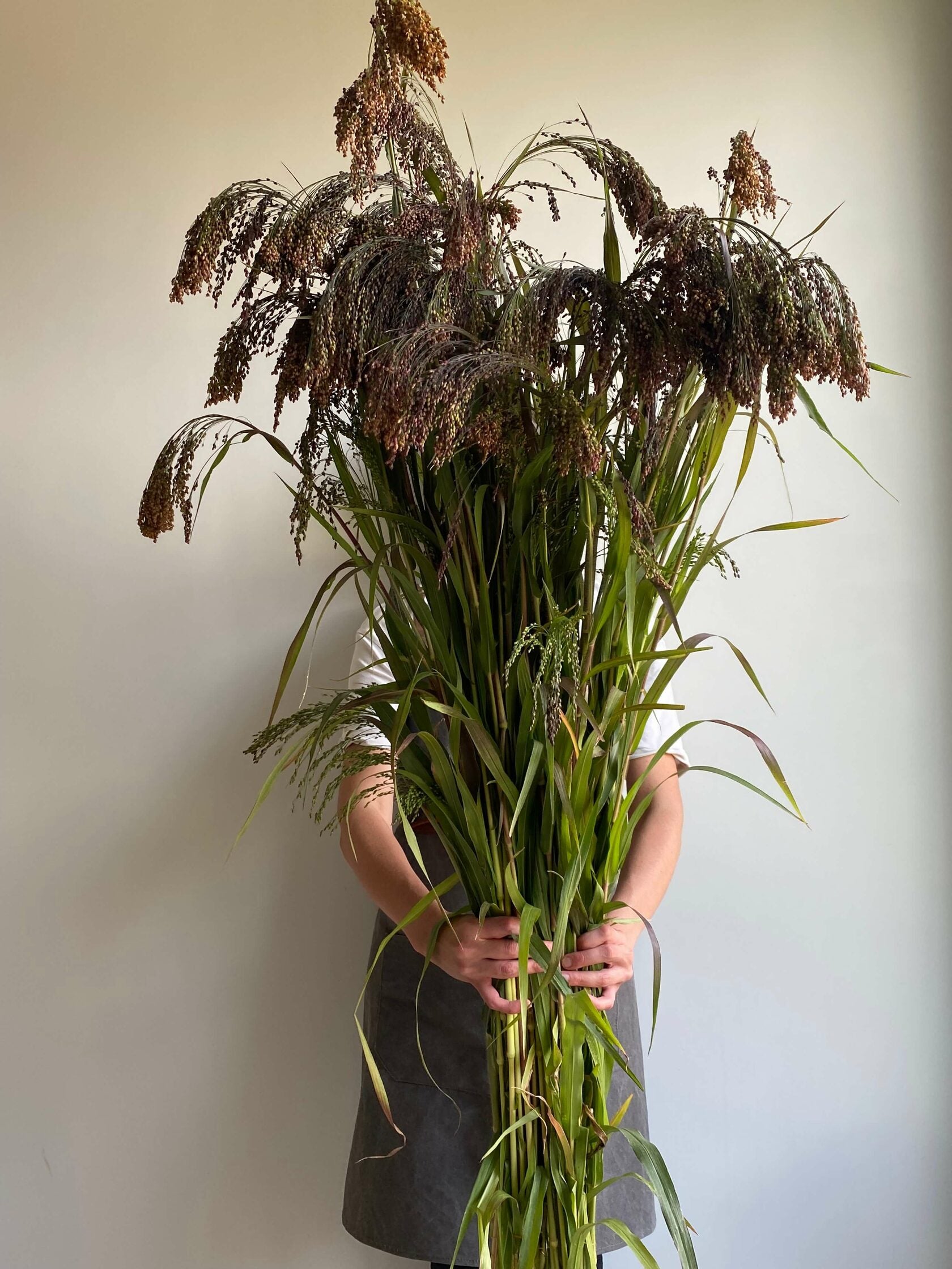 Panicum Violacelum/ Green Drops