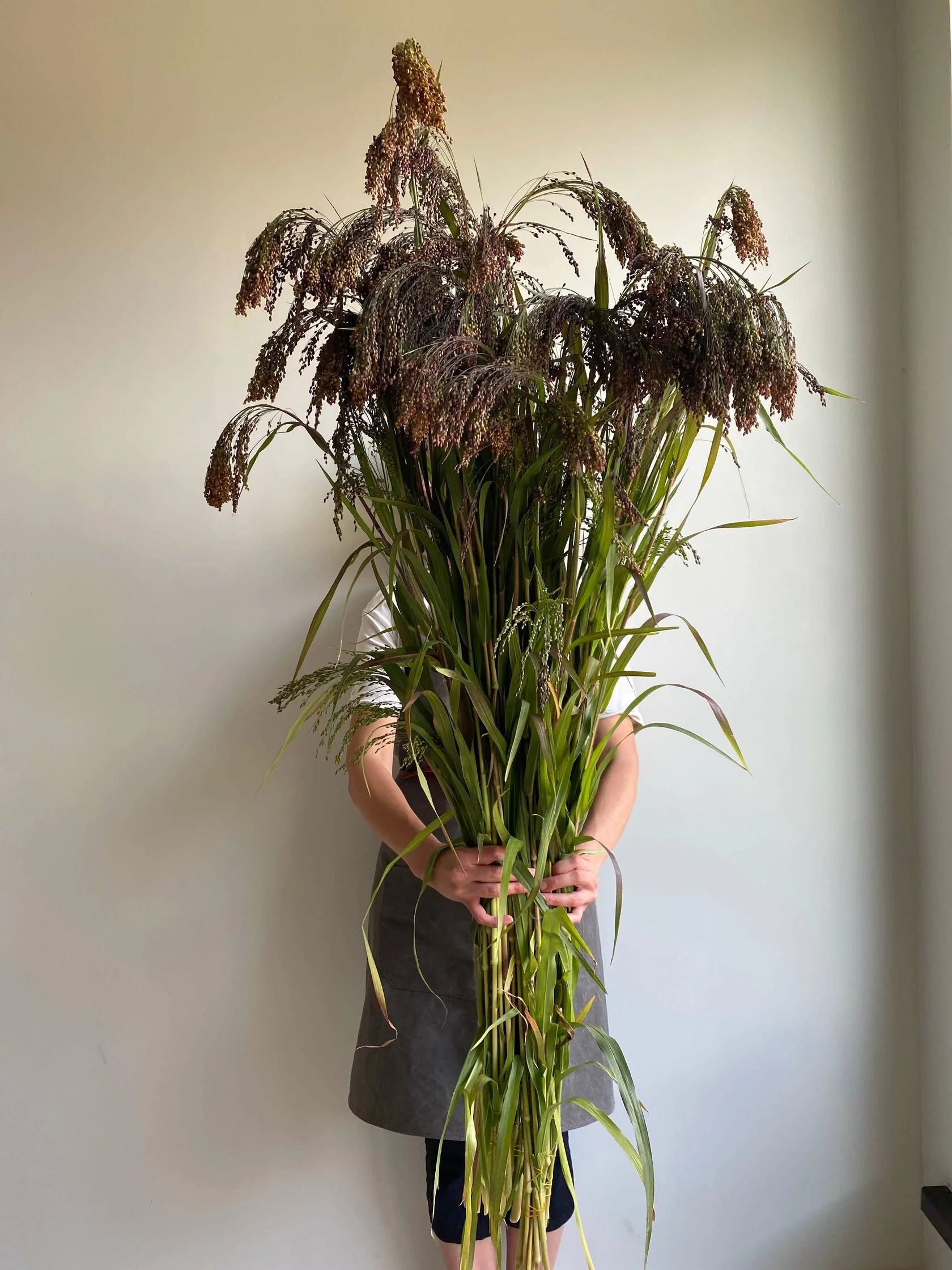 Panicum Violacelum/ Green Drops