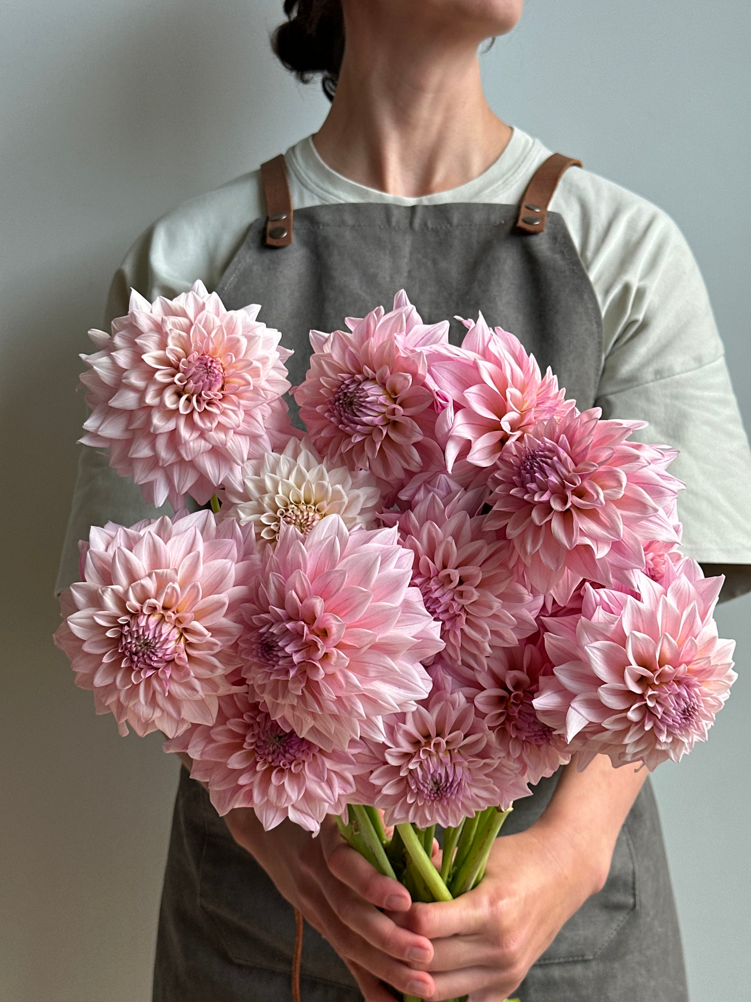 Dahlia KA's Mocha Jake