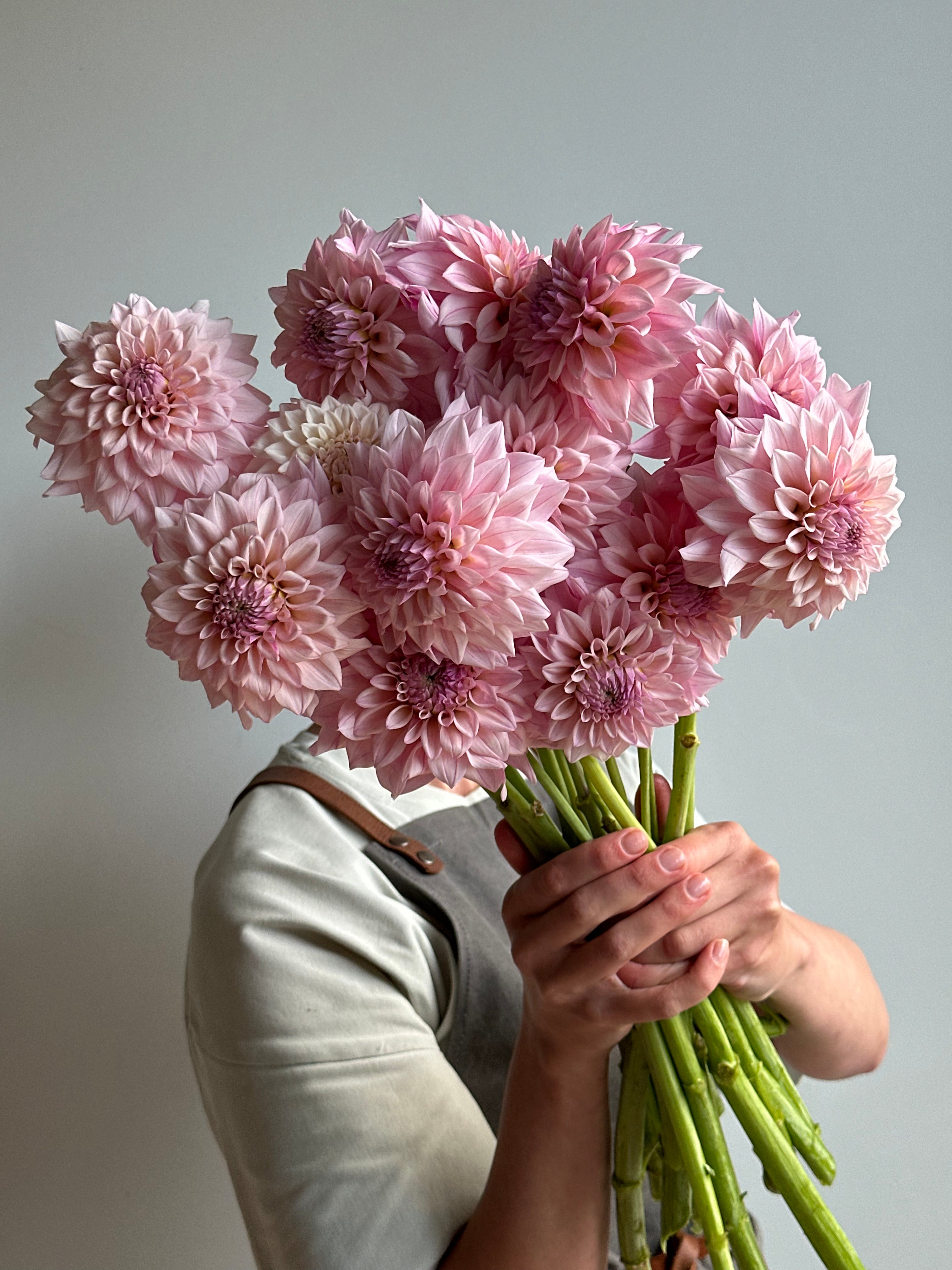 Dahlia KA's Mocha Jake