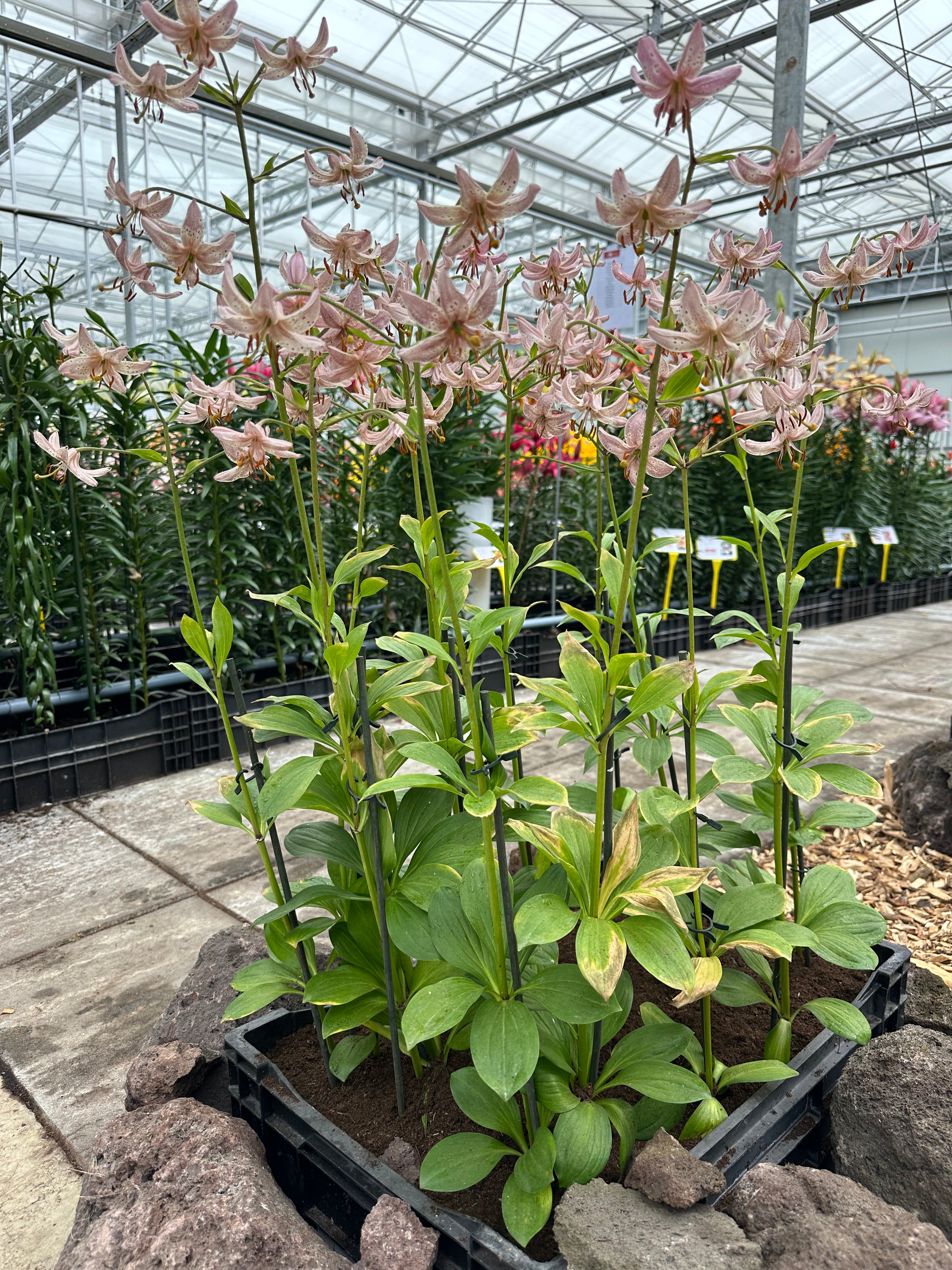 Martagon Lily Pink Morning