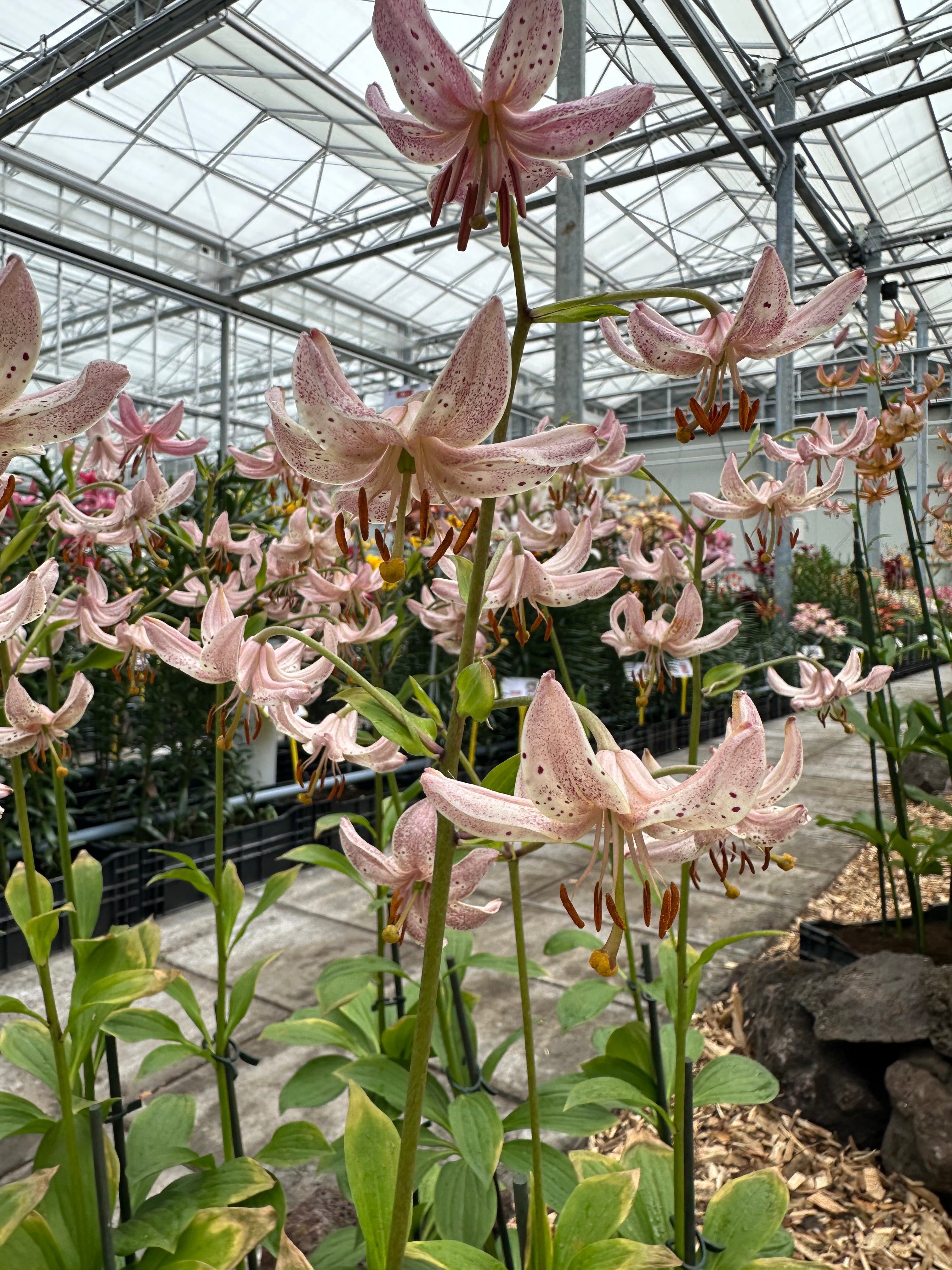 Martagon Lily Pink Morning