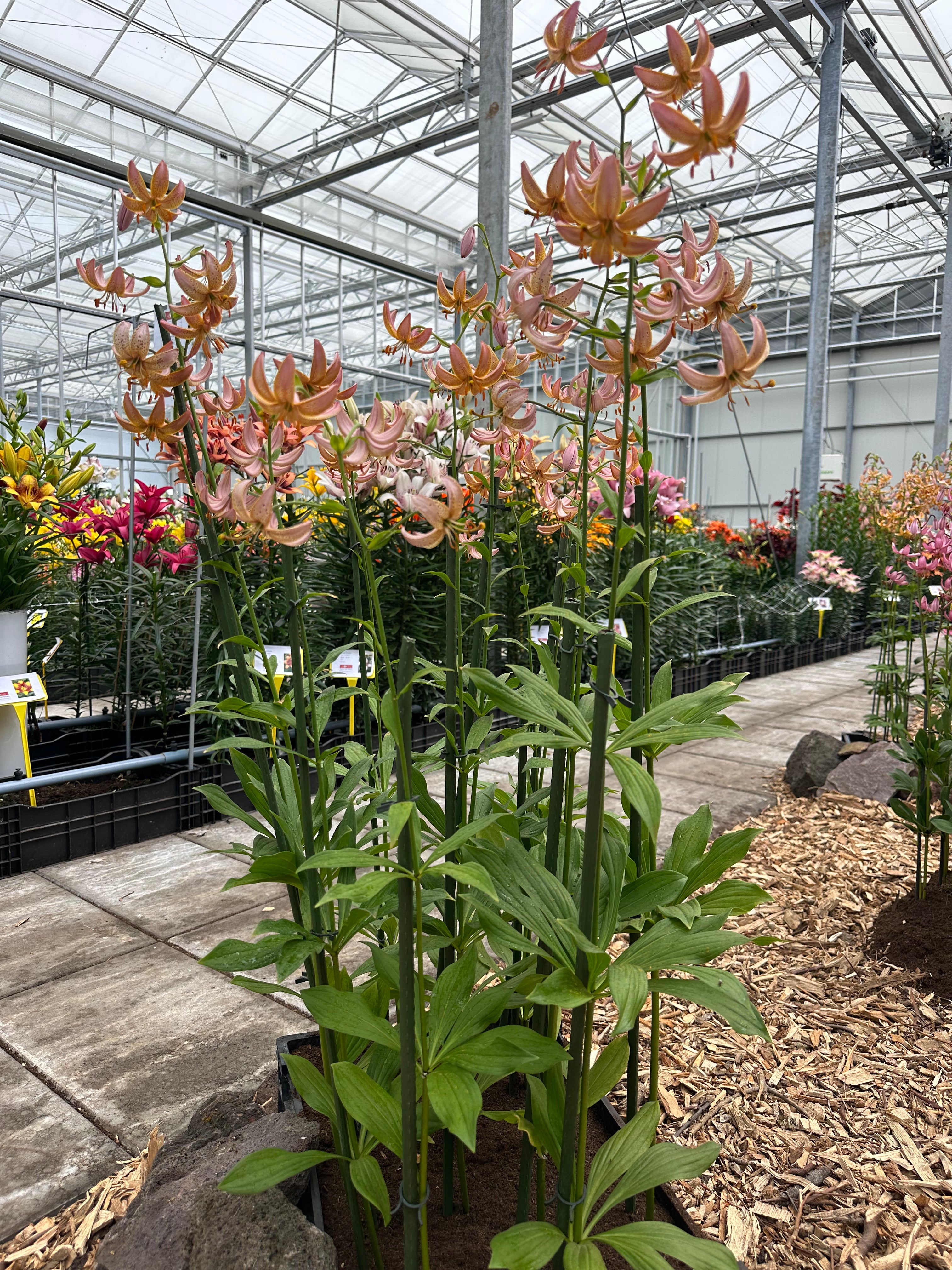 Martagon Lily Fairy Morning