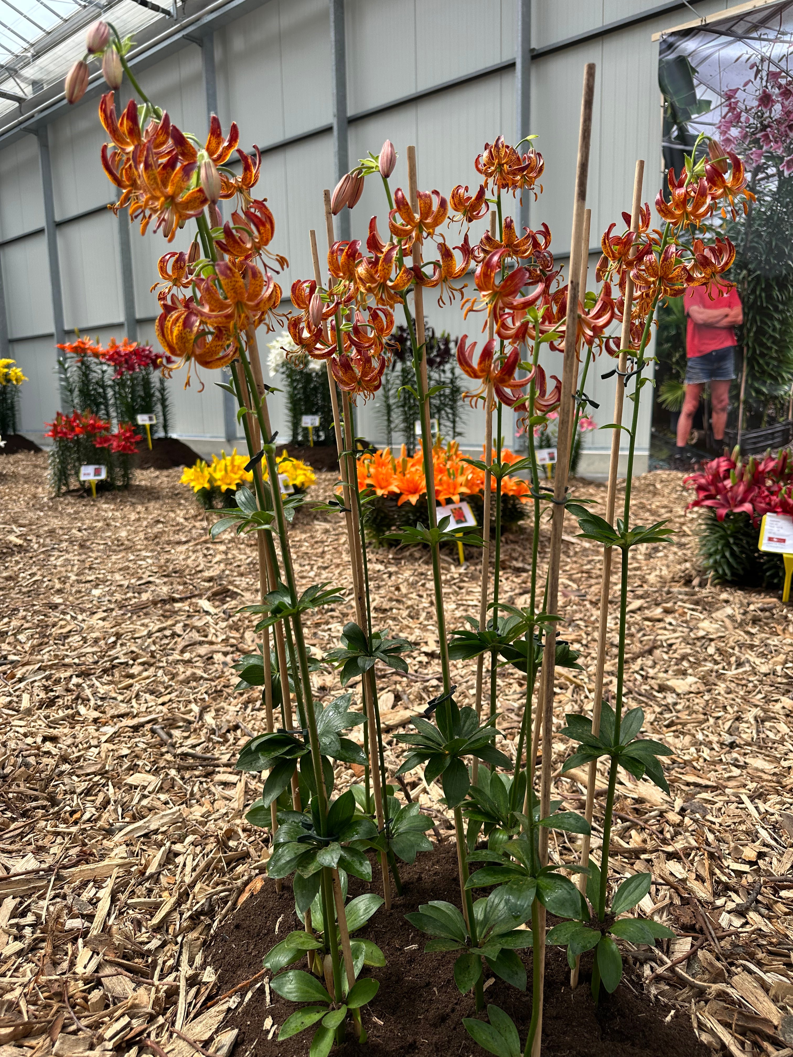 Martagon Lily Arabian Knight