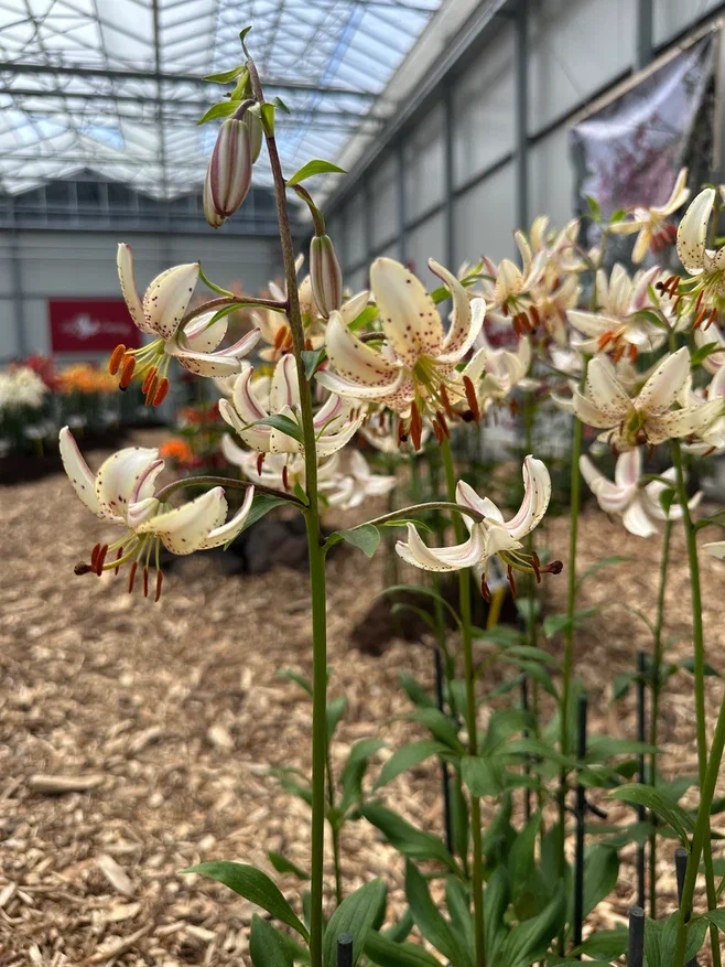 Martagon Lily Albi Morning
