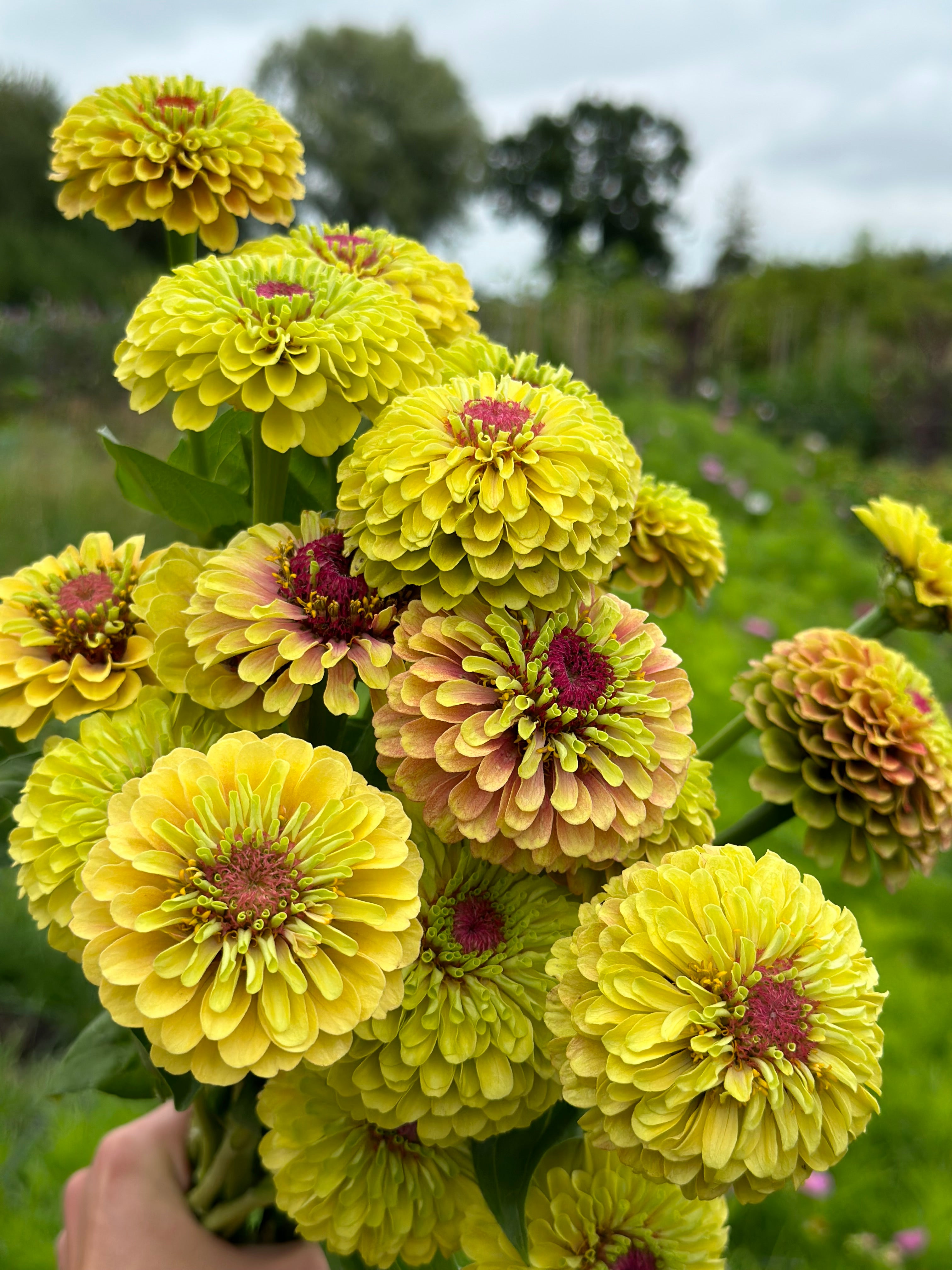 Zinnia Queen Lime Blotch