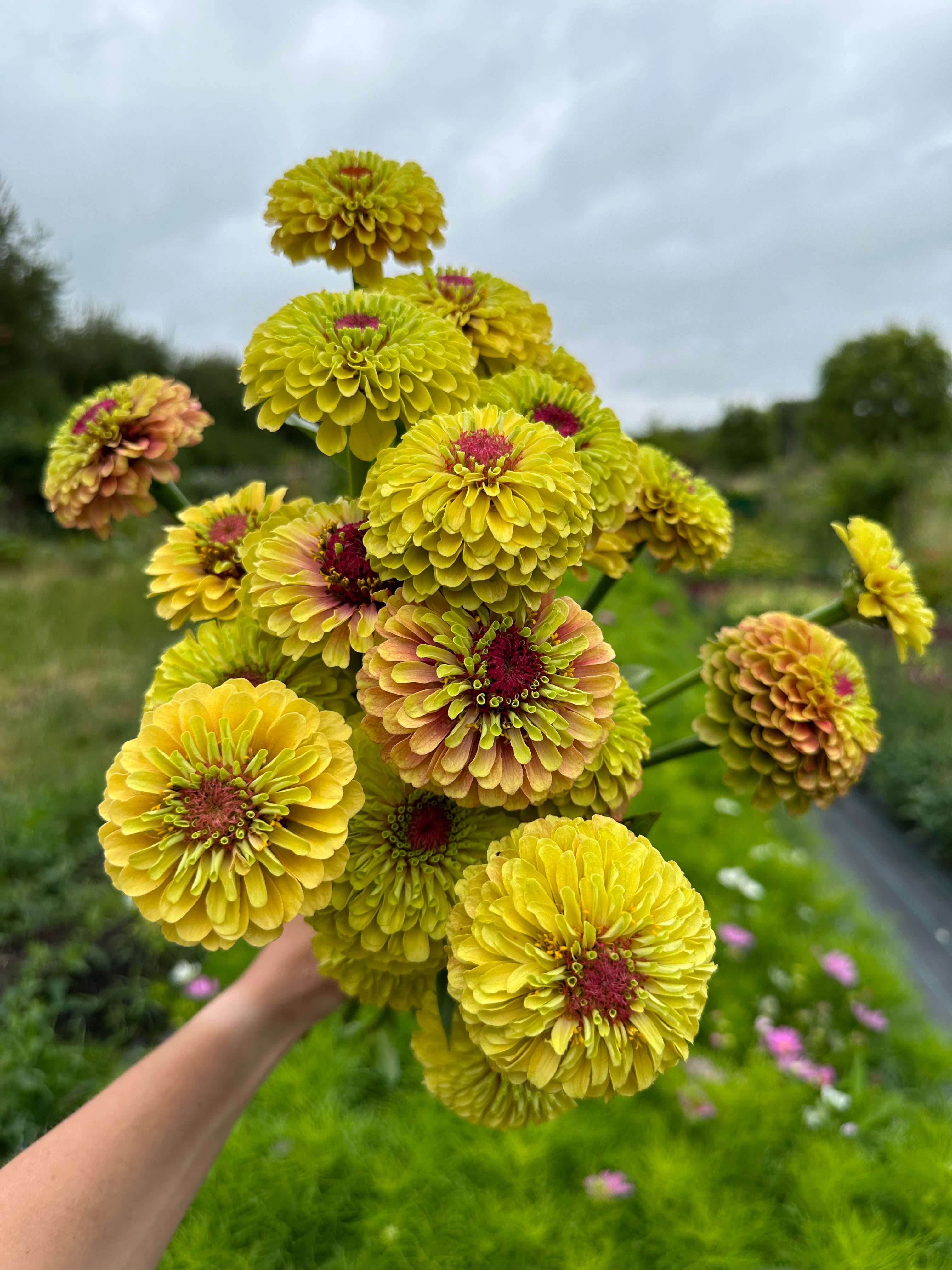 Zinnia Queen Lime Blotch