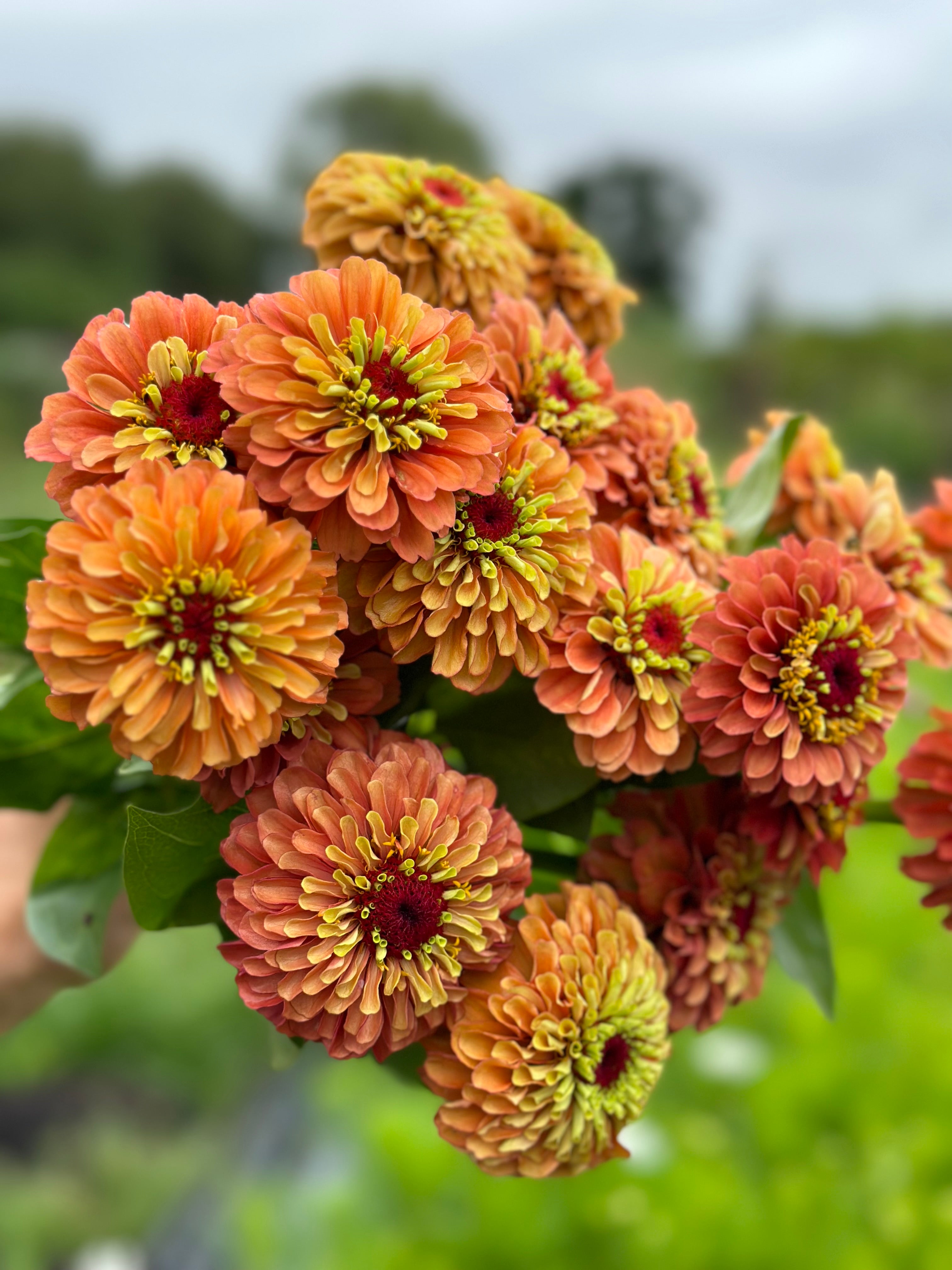 Zinnia Queen Lime Orange