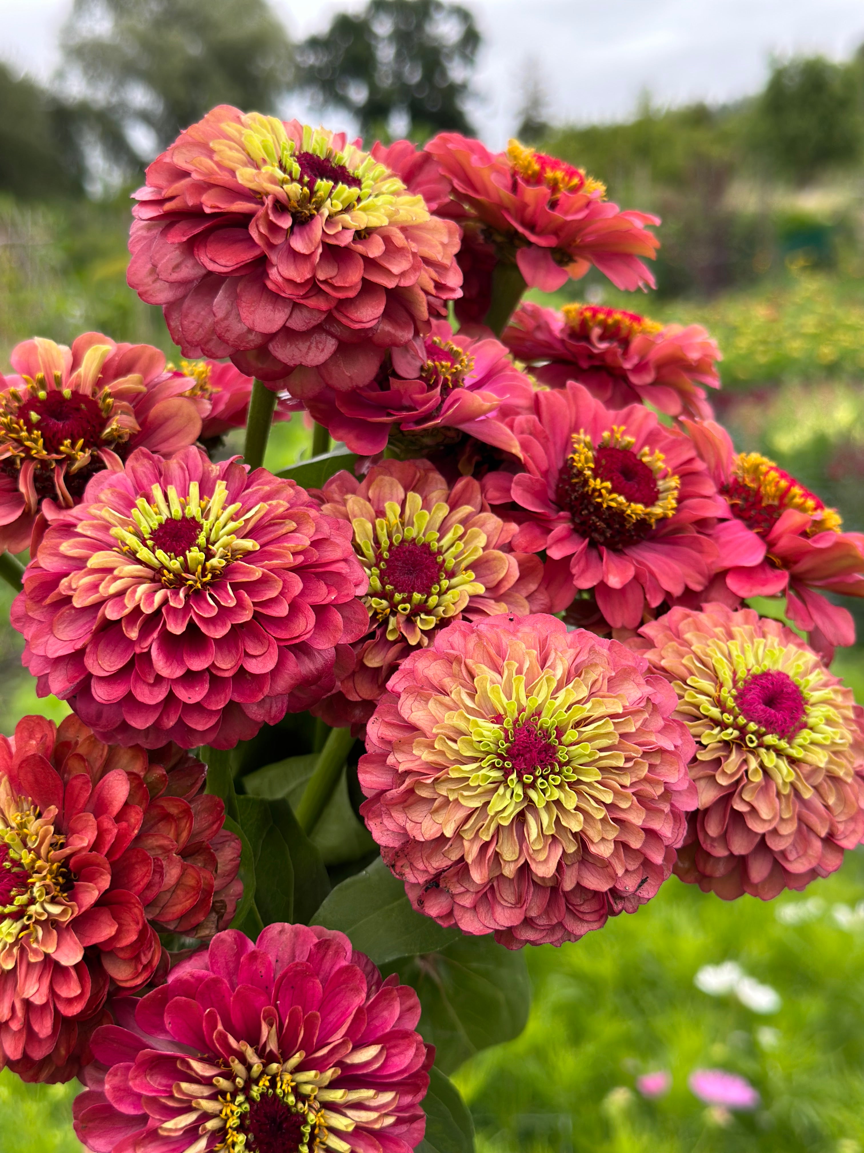 Zinnia Queen Red Lime