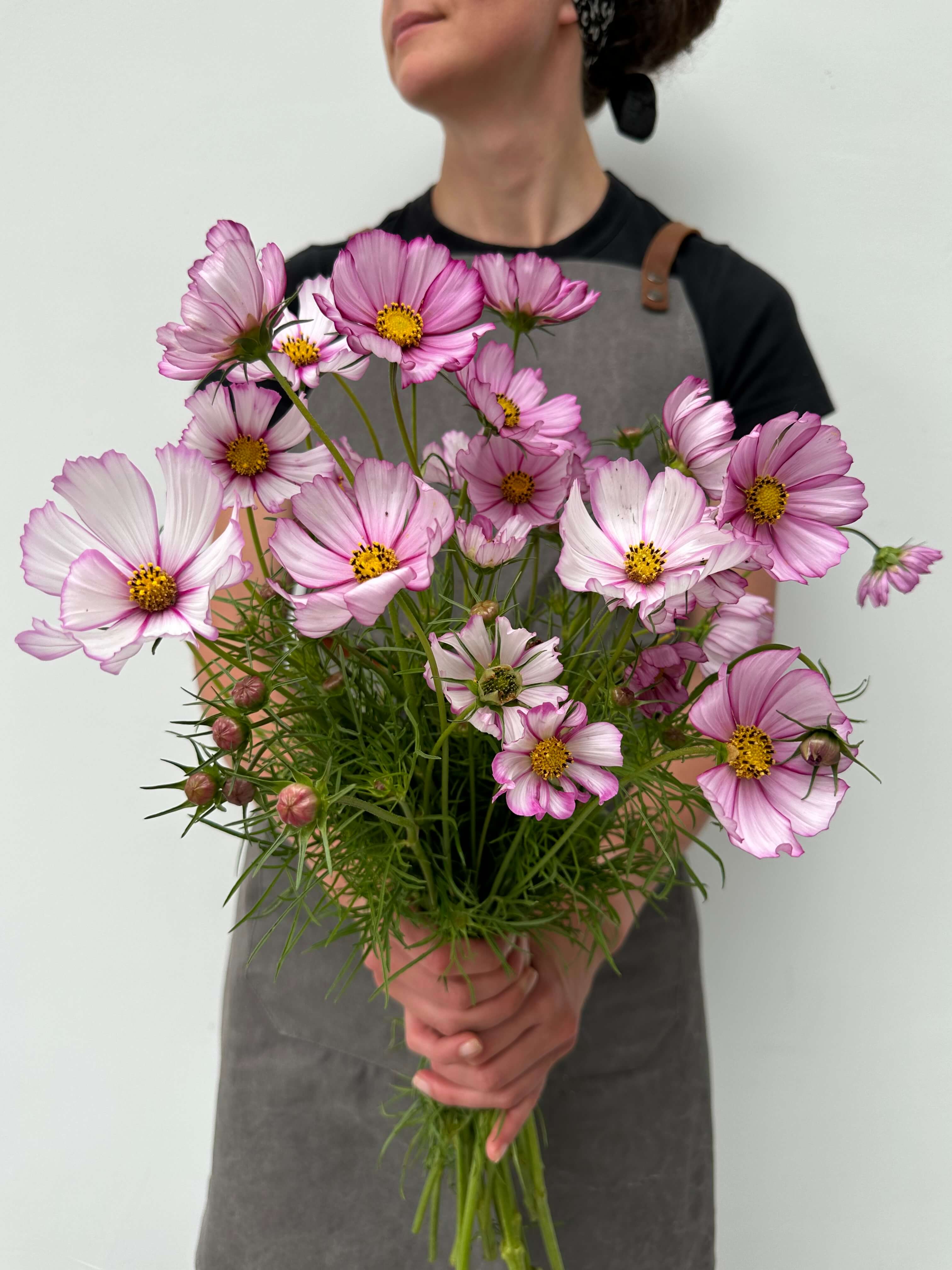 Cosmos Candy Stripe