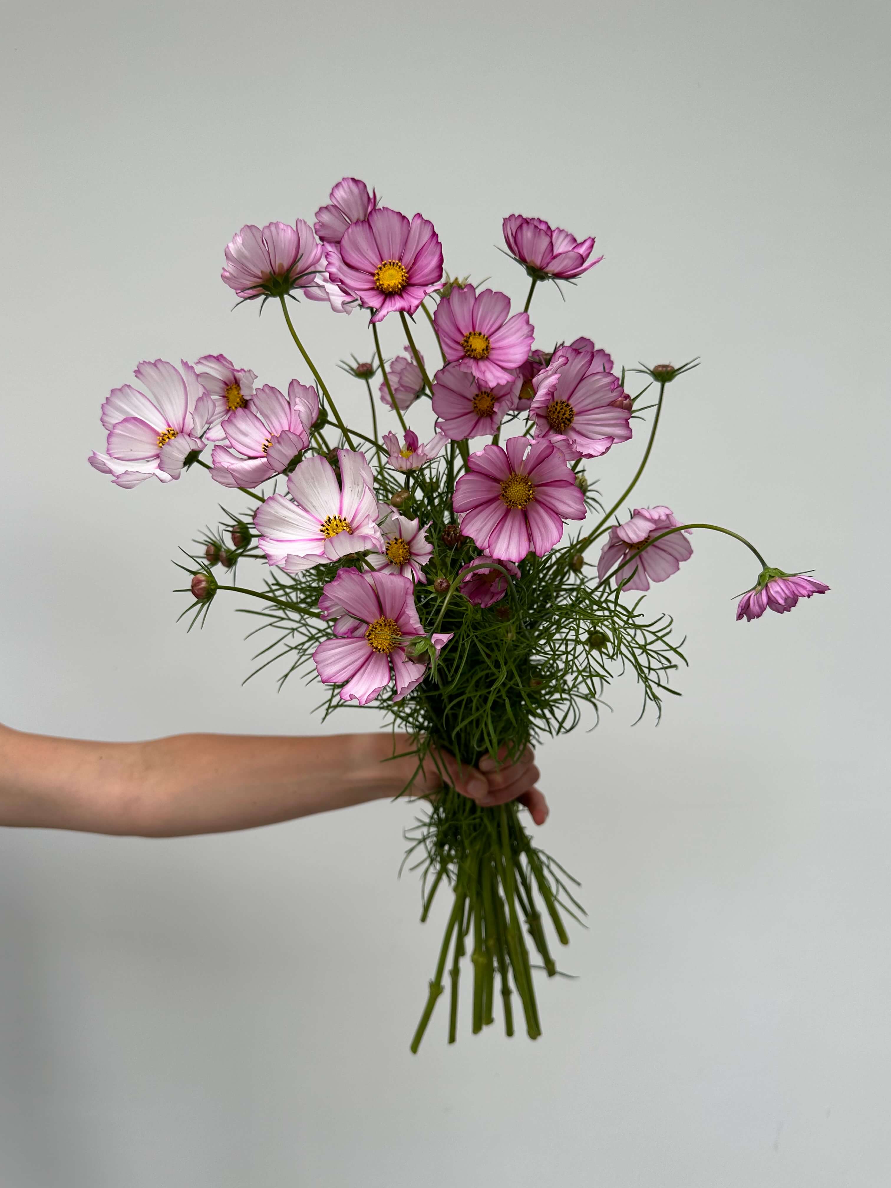 Cosmos Candy Stripe
