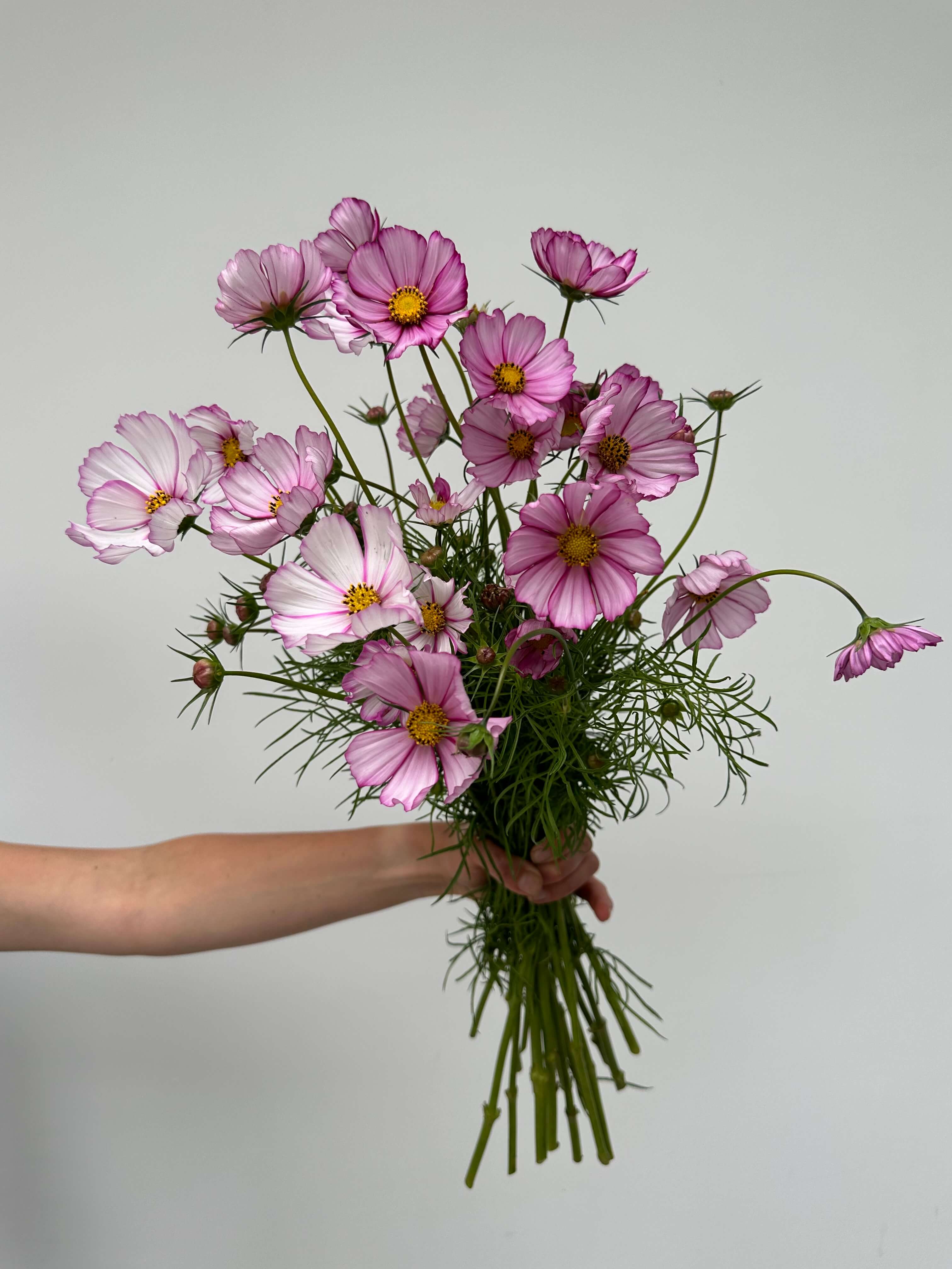 Cosmos Candy Stripe
