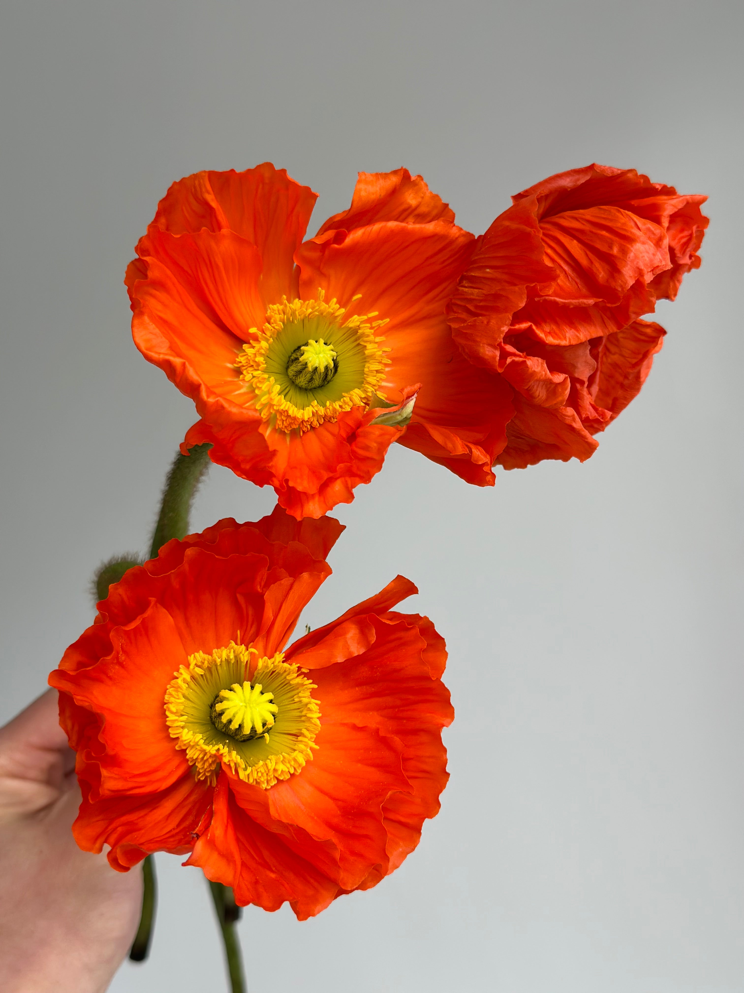 Iceland Poppy Colibri Red