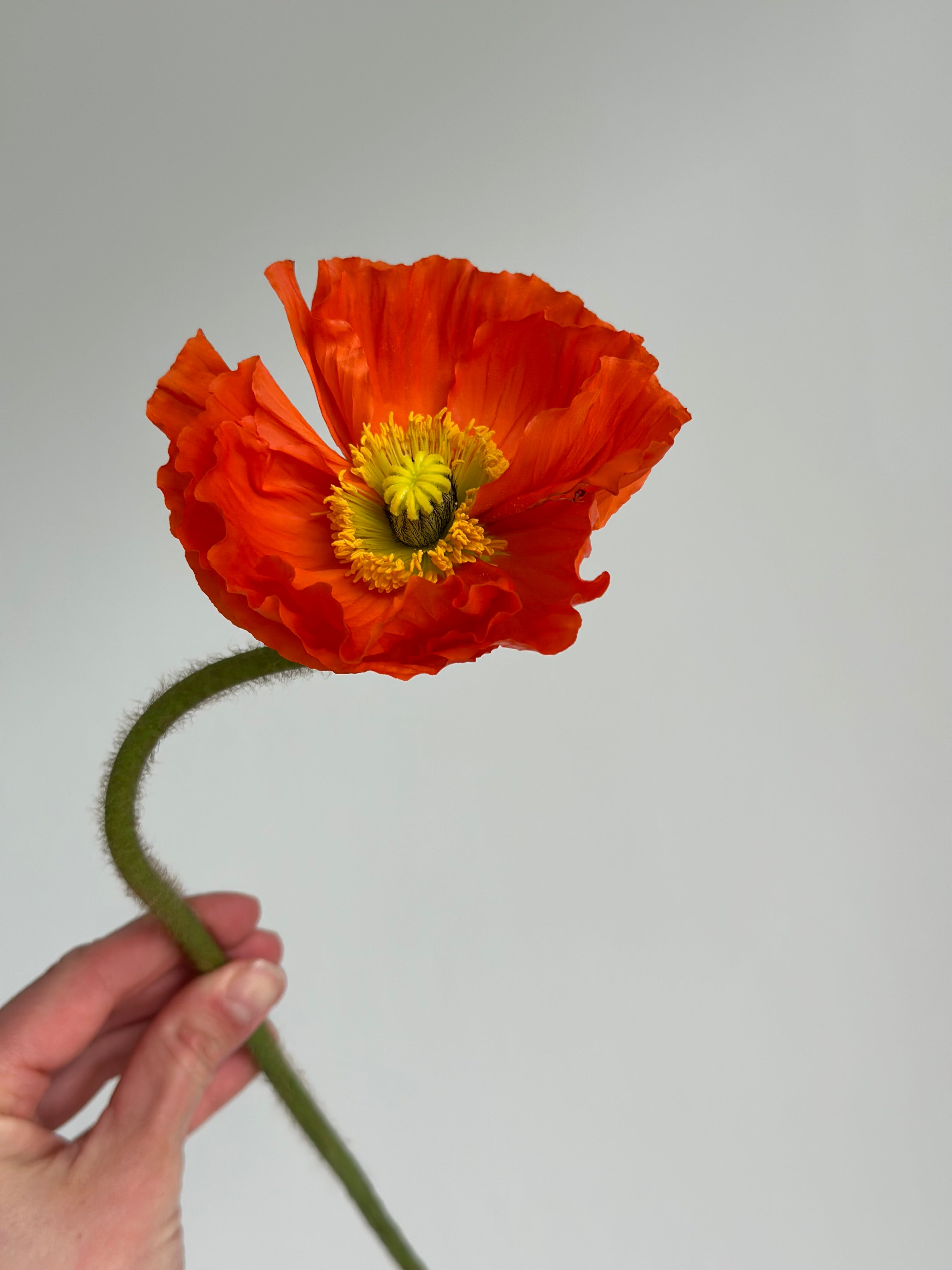 Iceland Poppy Colibri Red