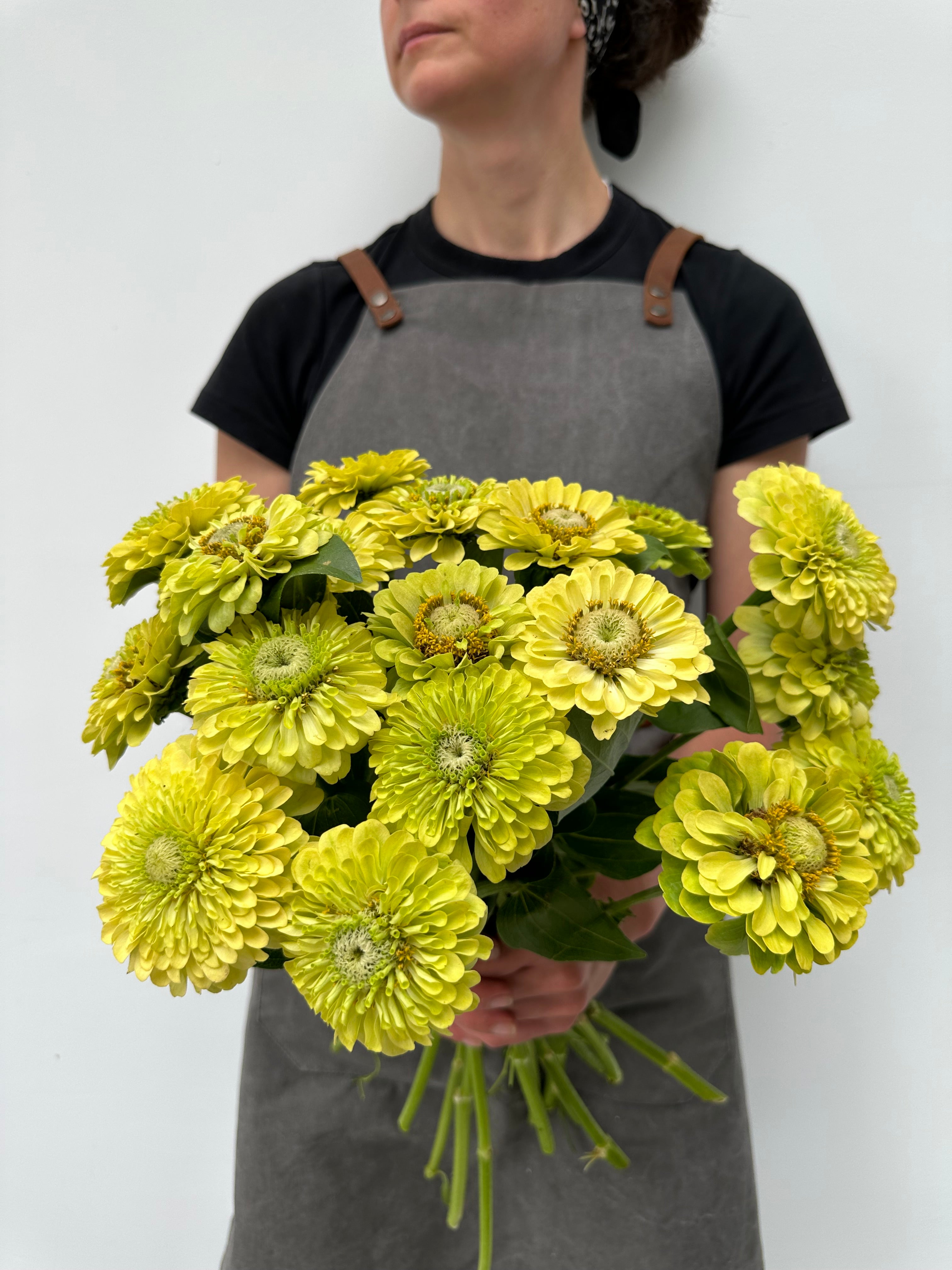 Zinnia Queen Lime