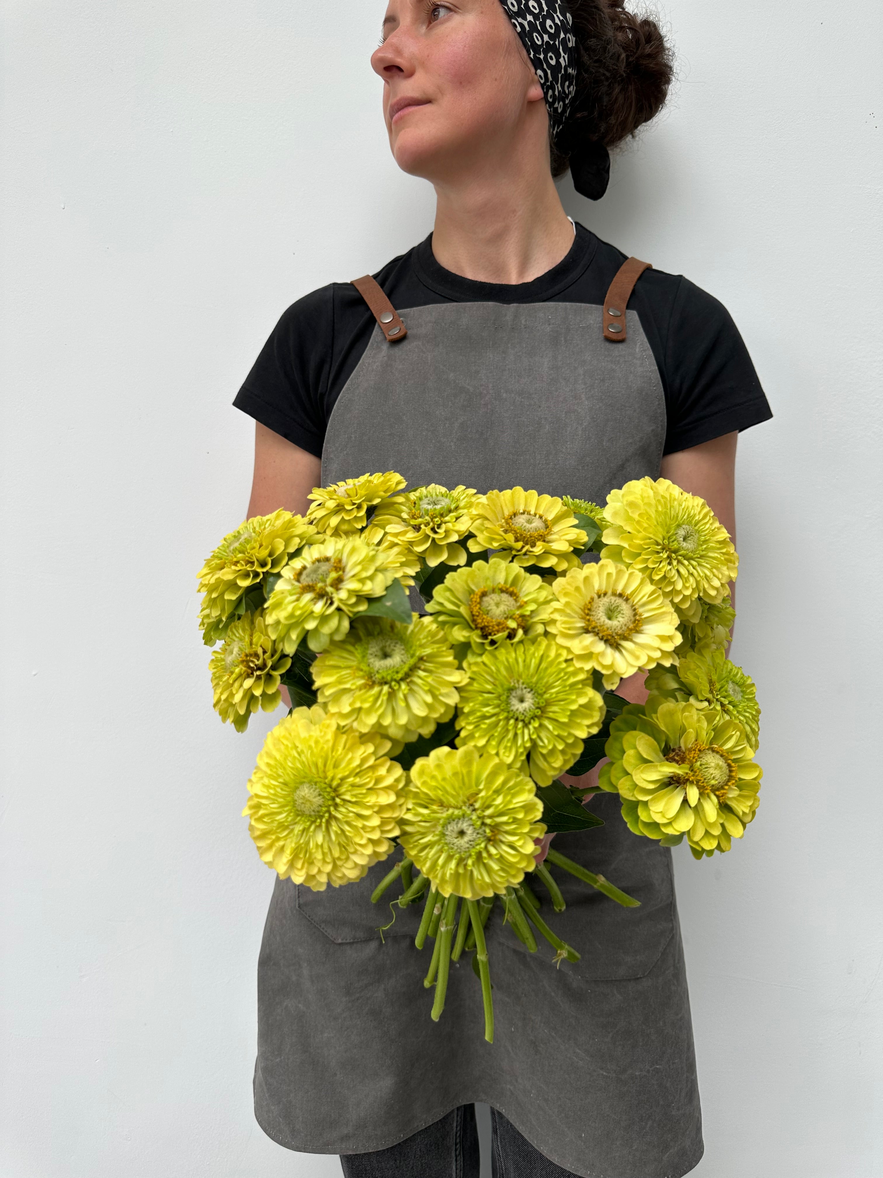 Zinnia Queen Lime