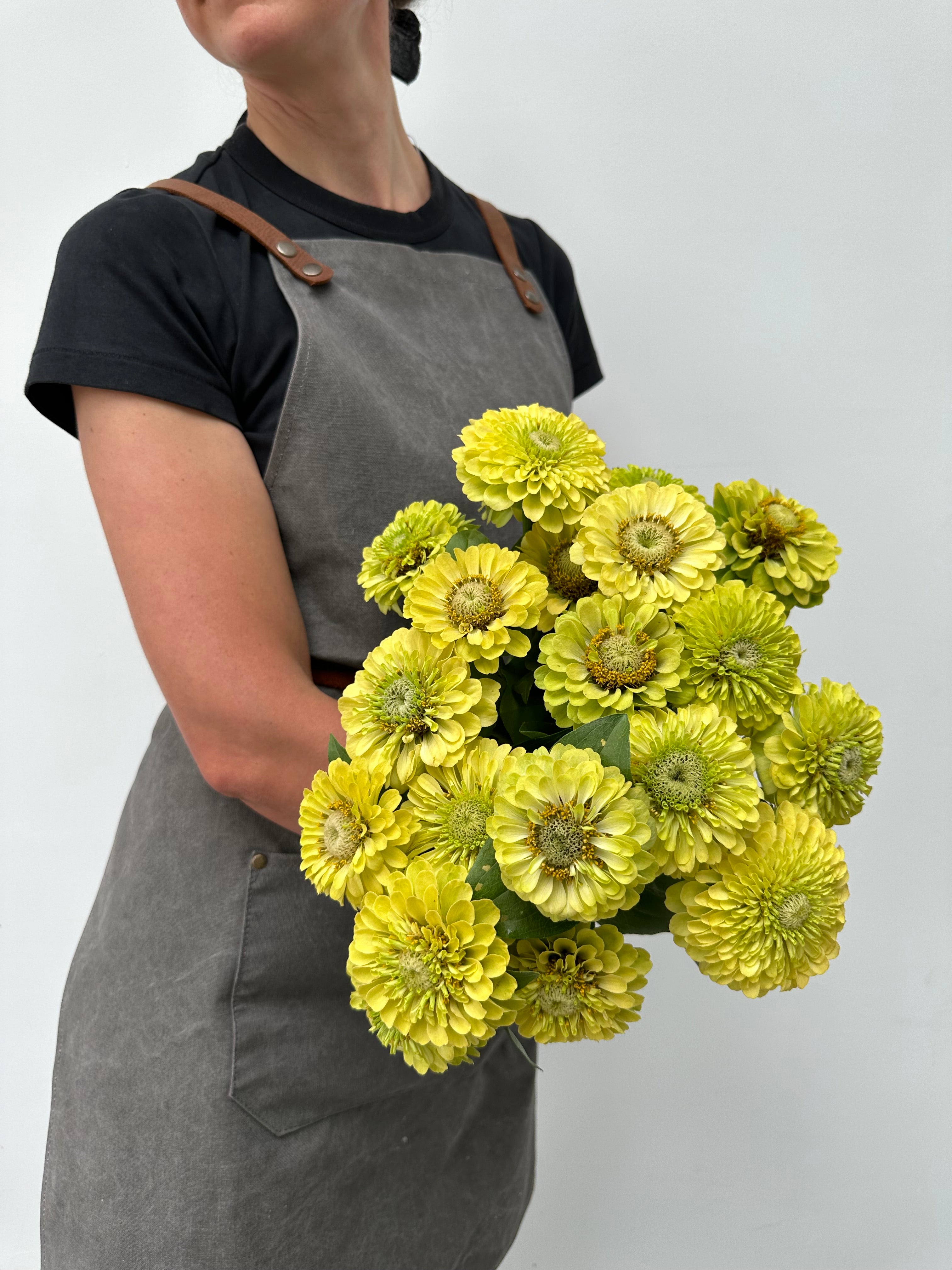 Zinnia Queen Lime