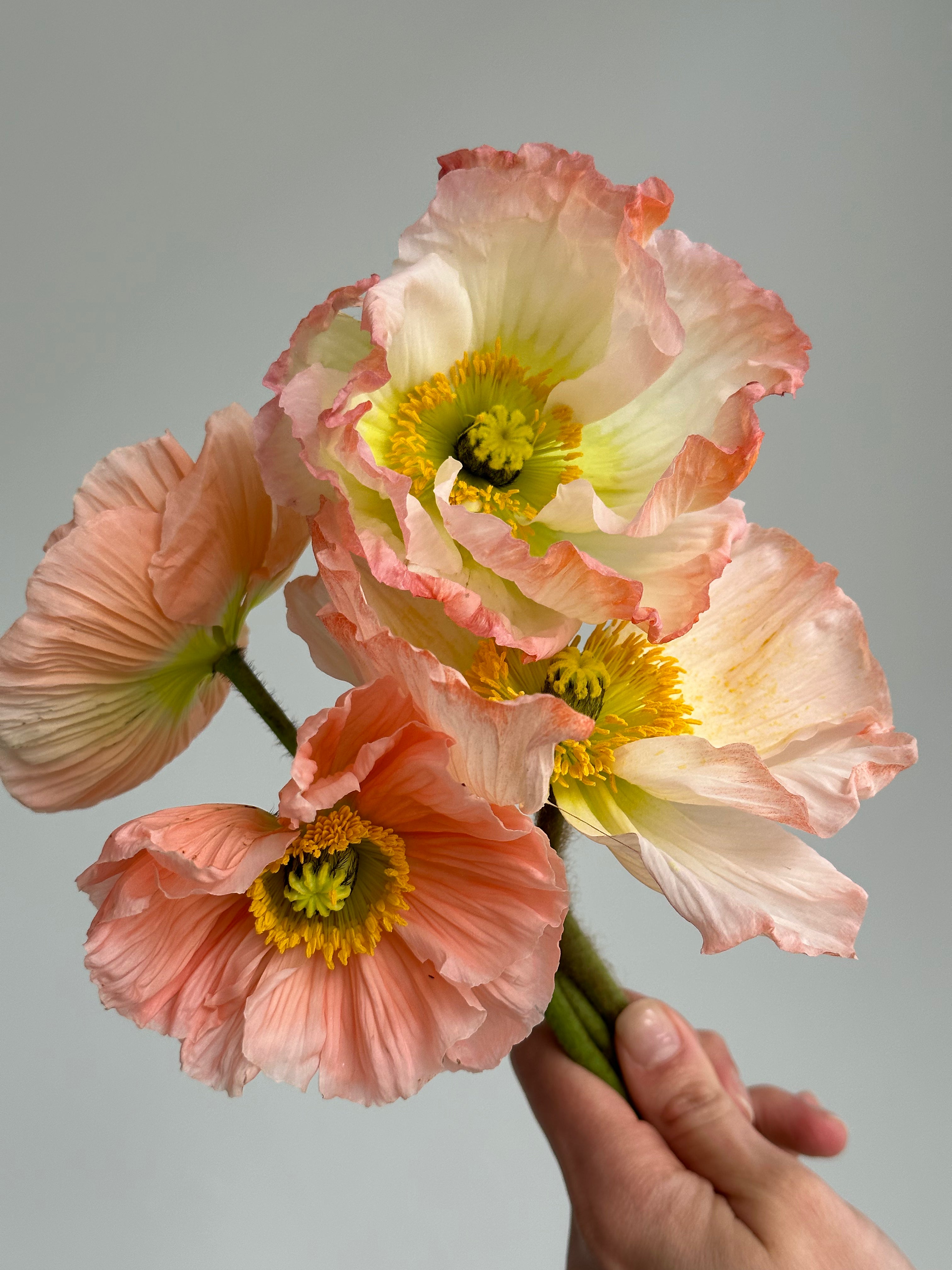 Iceland Poppy Pastello Pink