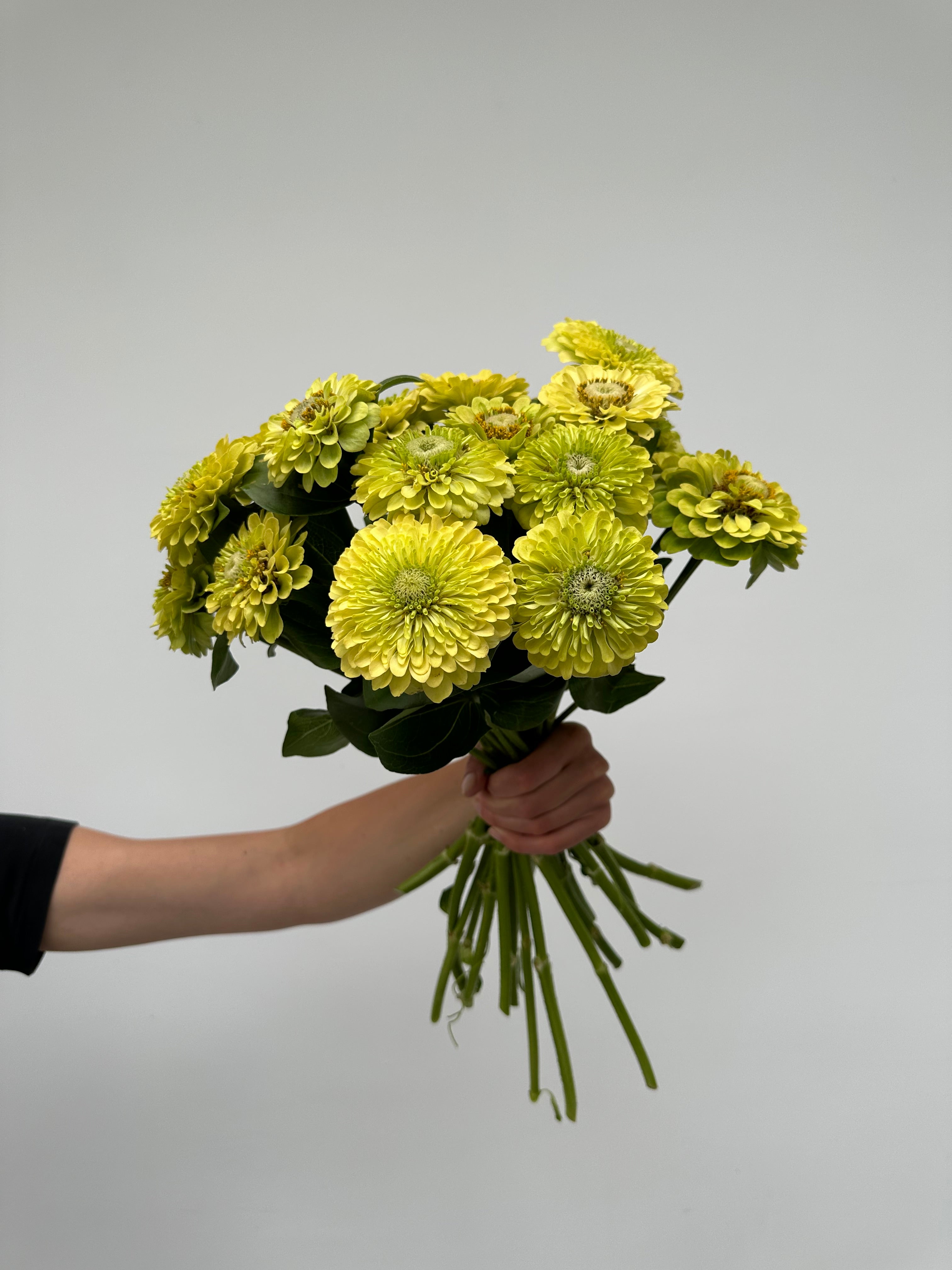Zinnia Queen Lime