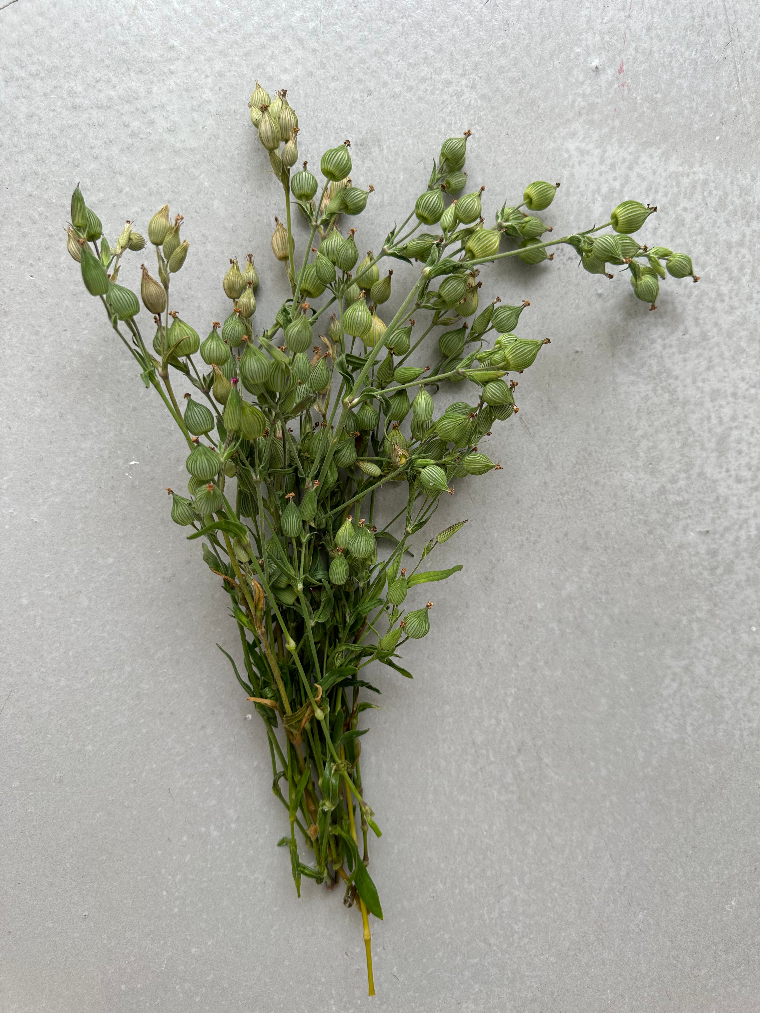 Silene conica Balletje Balletje