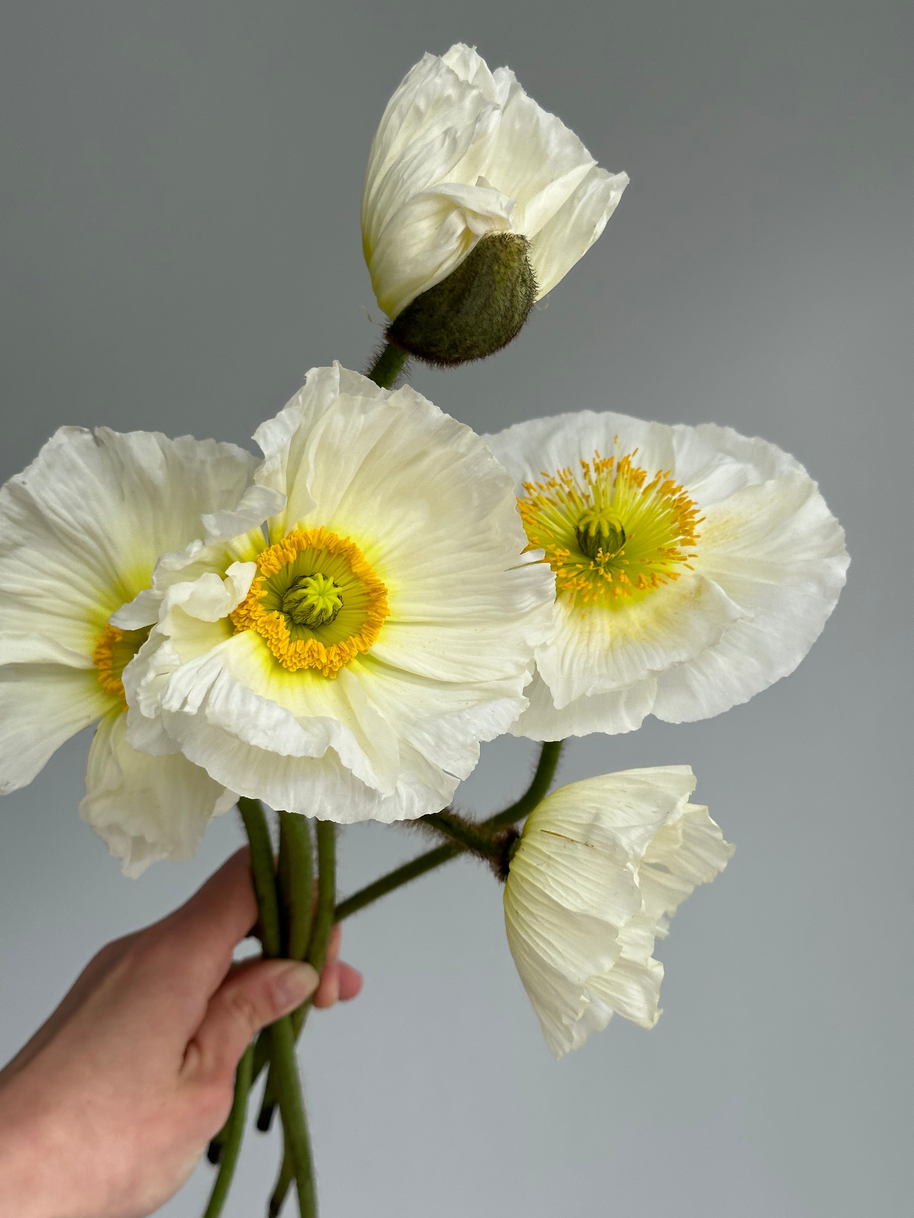 Iceland Poppy Colibri White