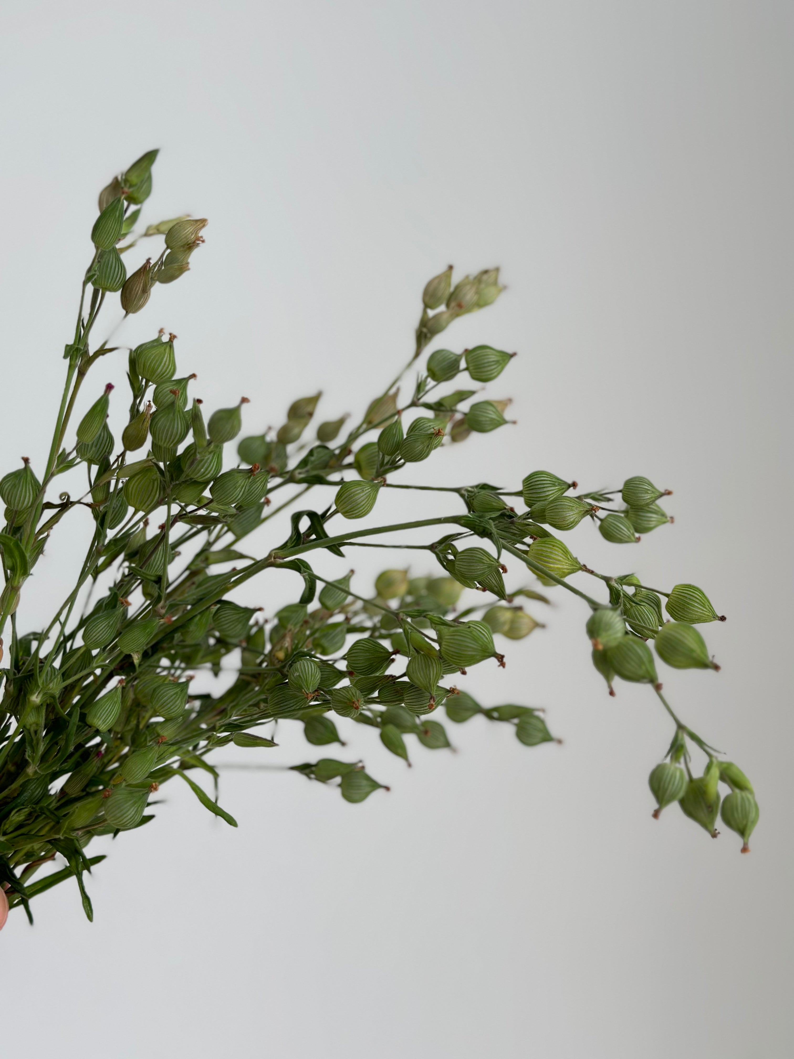 Silene conica Balletje Balletje