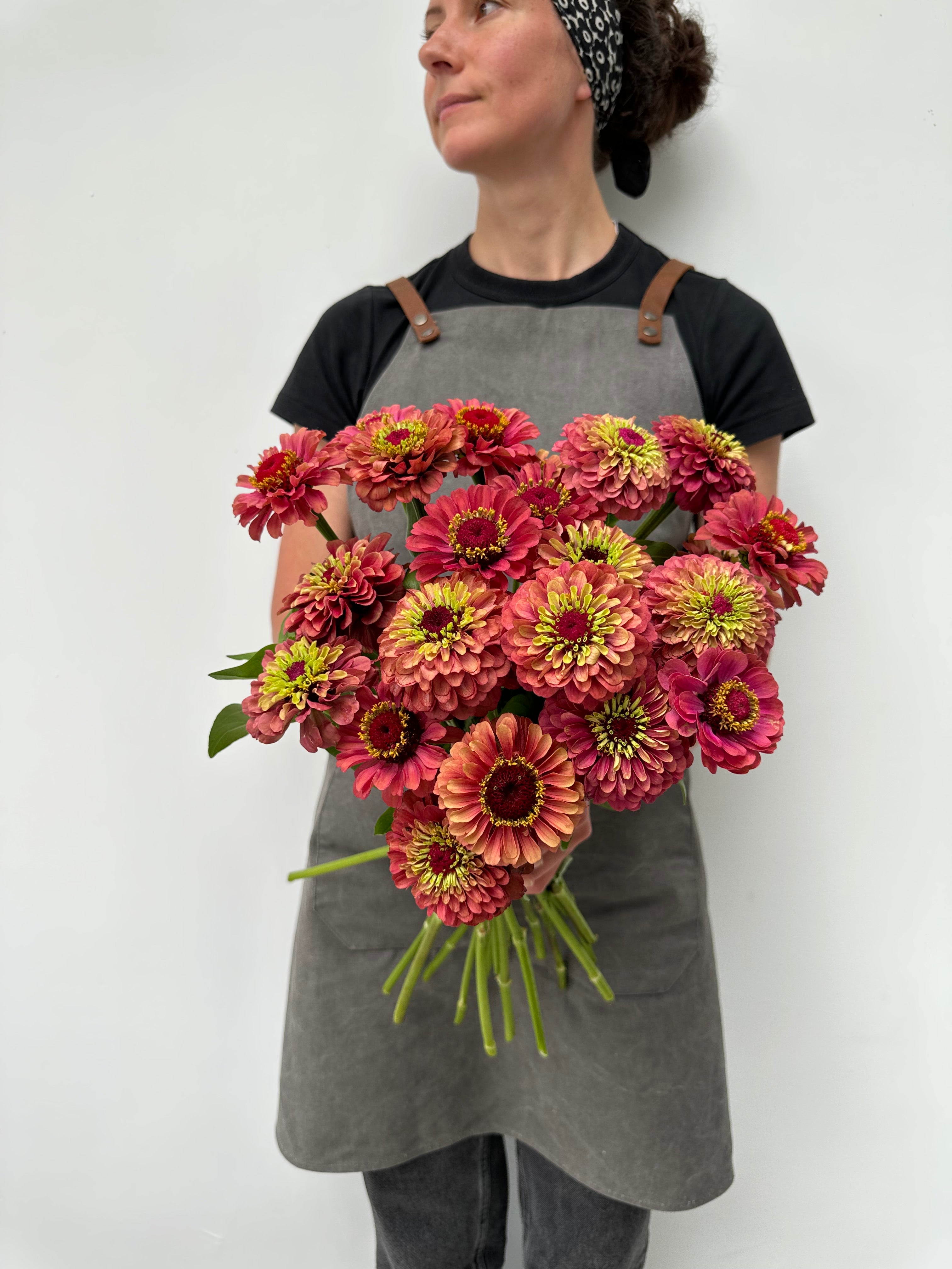 Zinnia Queen Red Lime