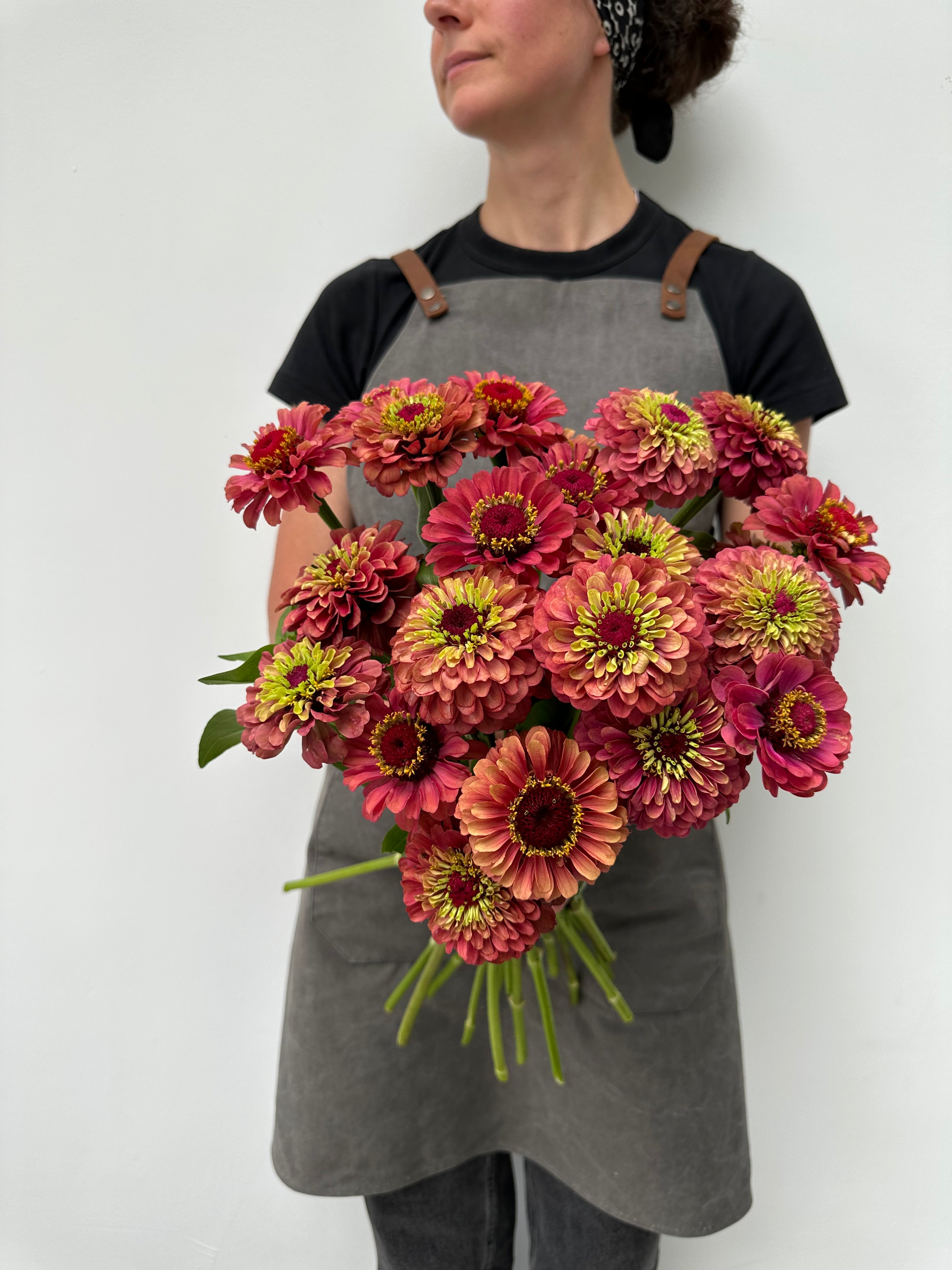 Zinnia Queen Red Lime