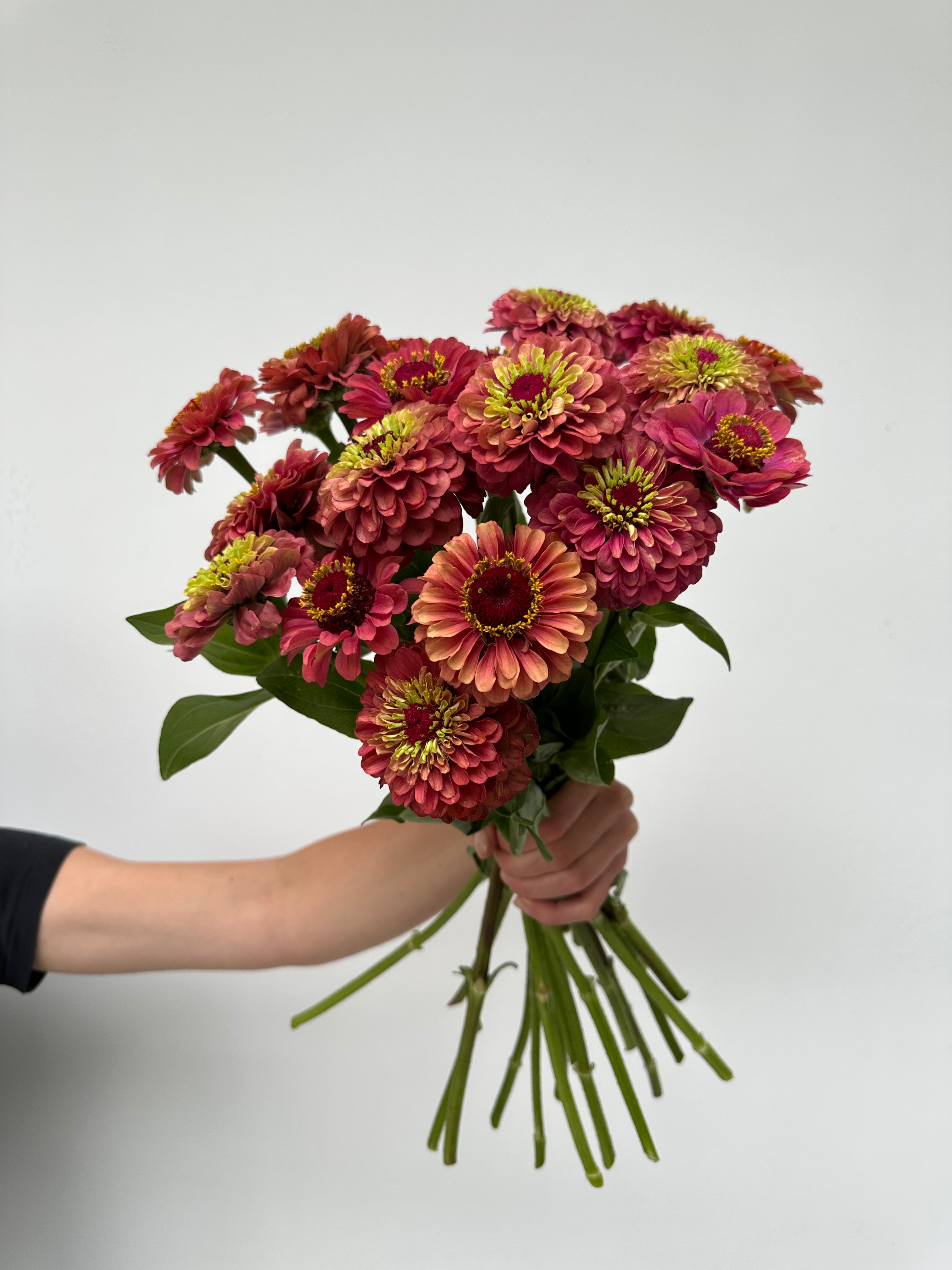 Zinnia Queen Red Lime