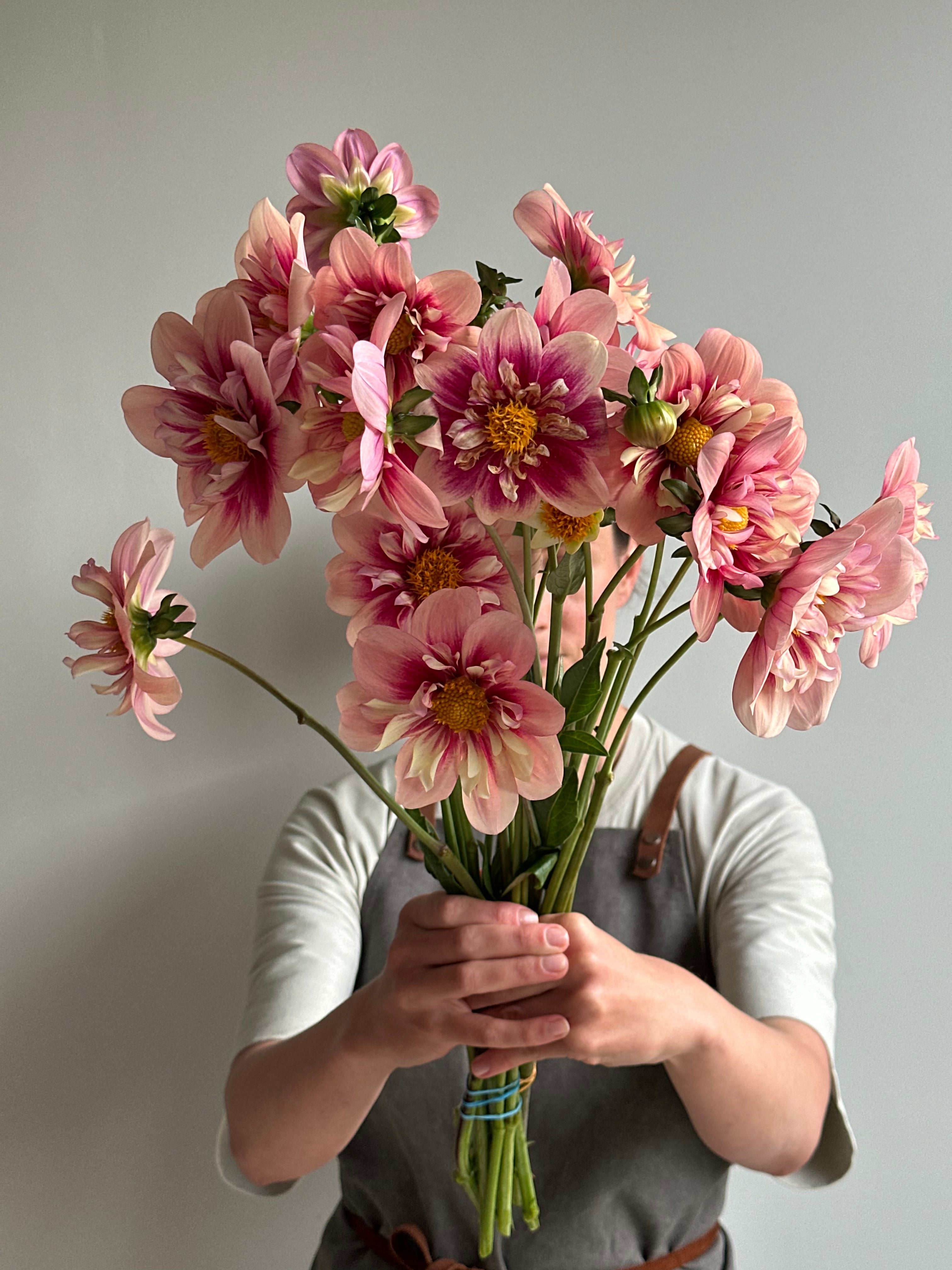 Dahlia Rhubarb and Custard
