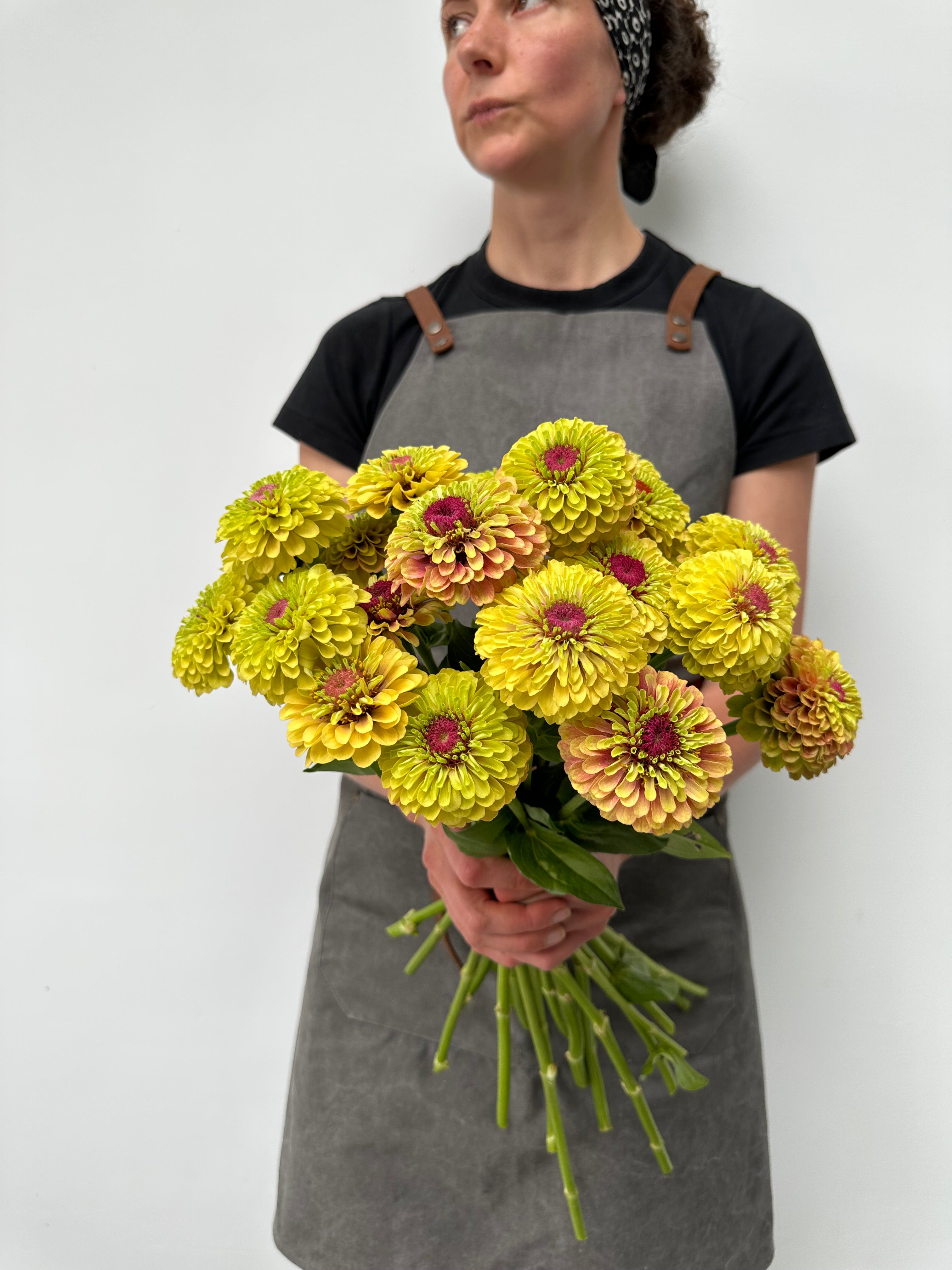 Zinnia Queen Lime Blotch