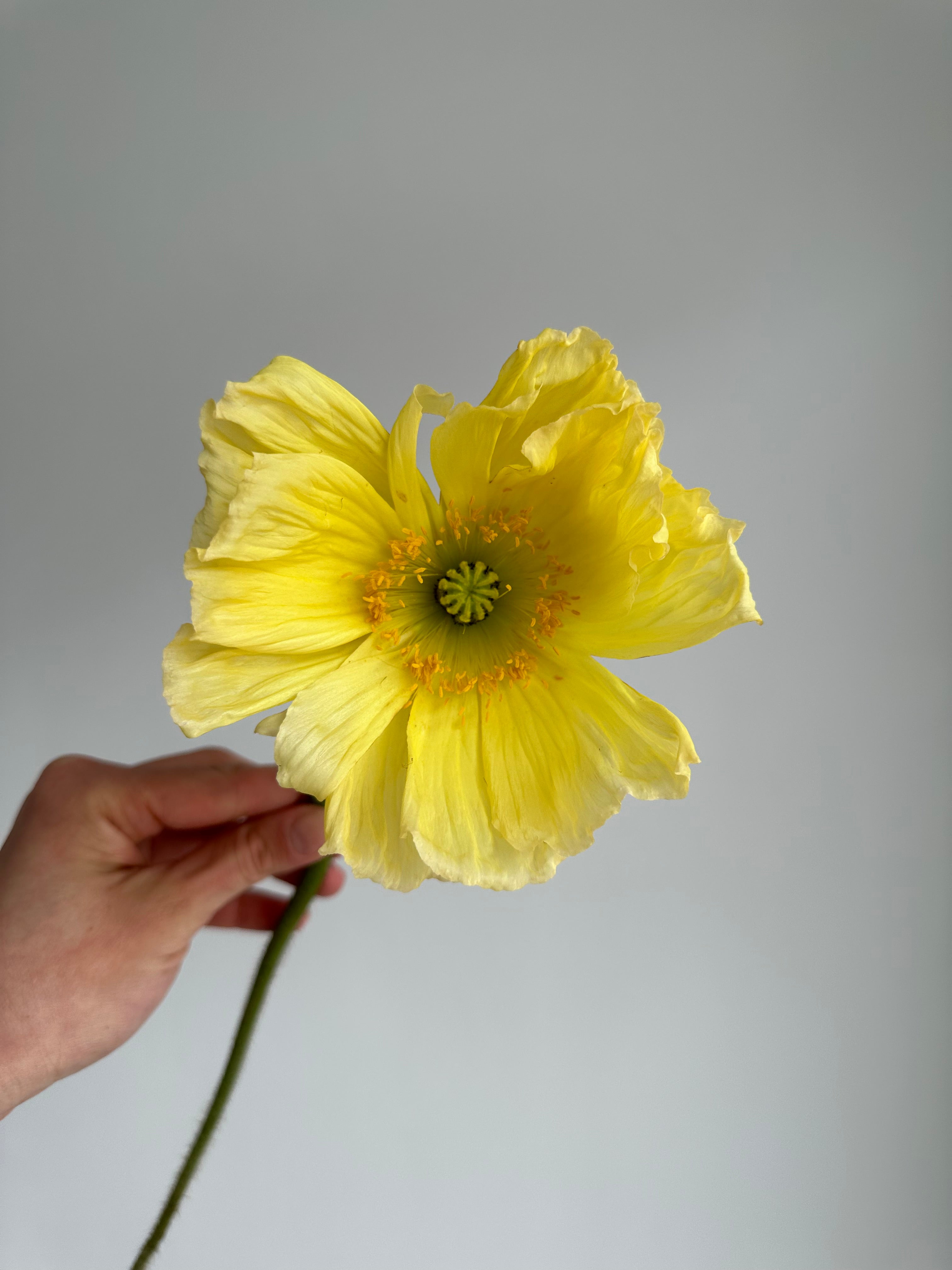 Iceland Poppy Colibri Soft Yellow