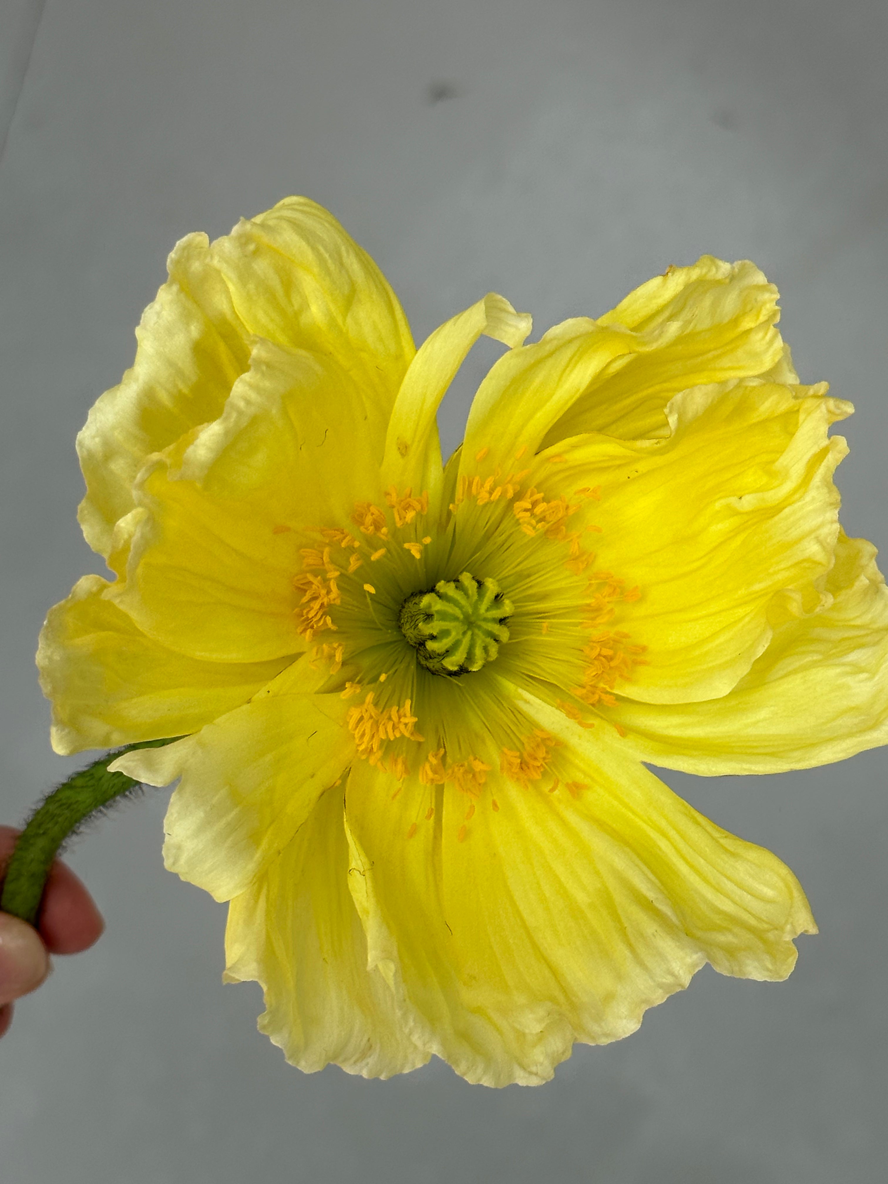 Iceland Poppy Colibri Soft Yellow