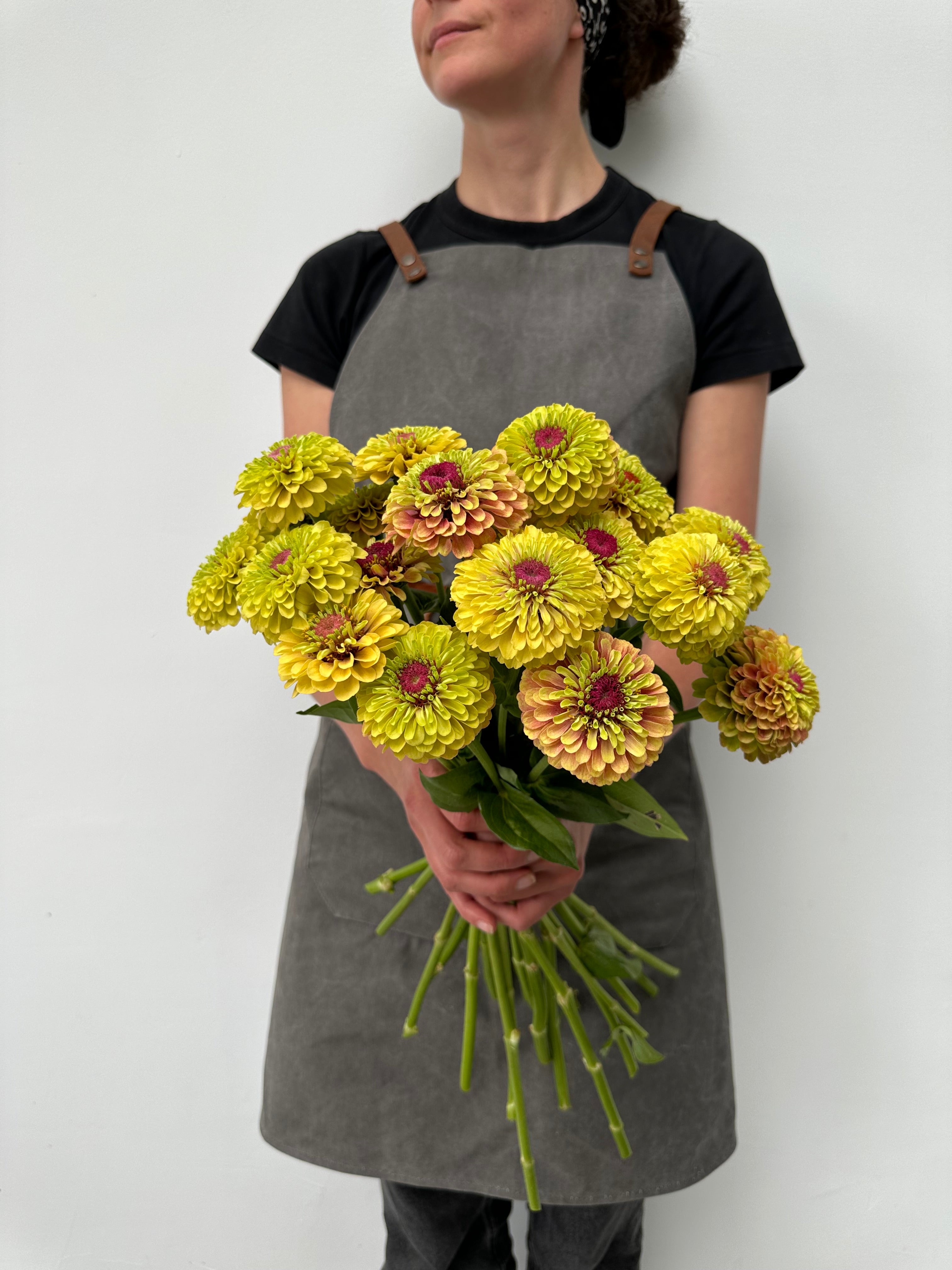 Zinnia Queen Lime Blotch