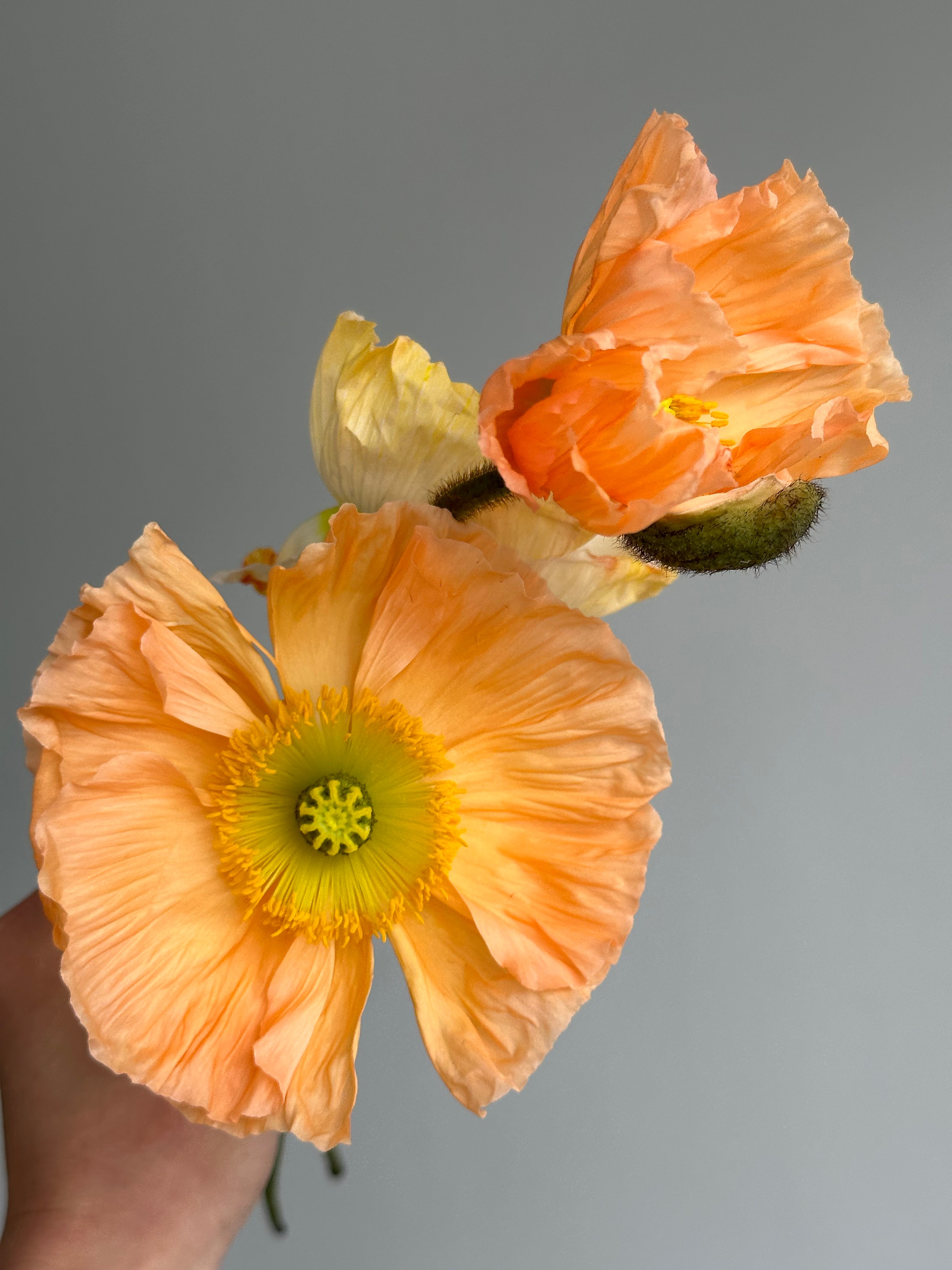 Iceland Poppy Colibri Salmonato