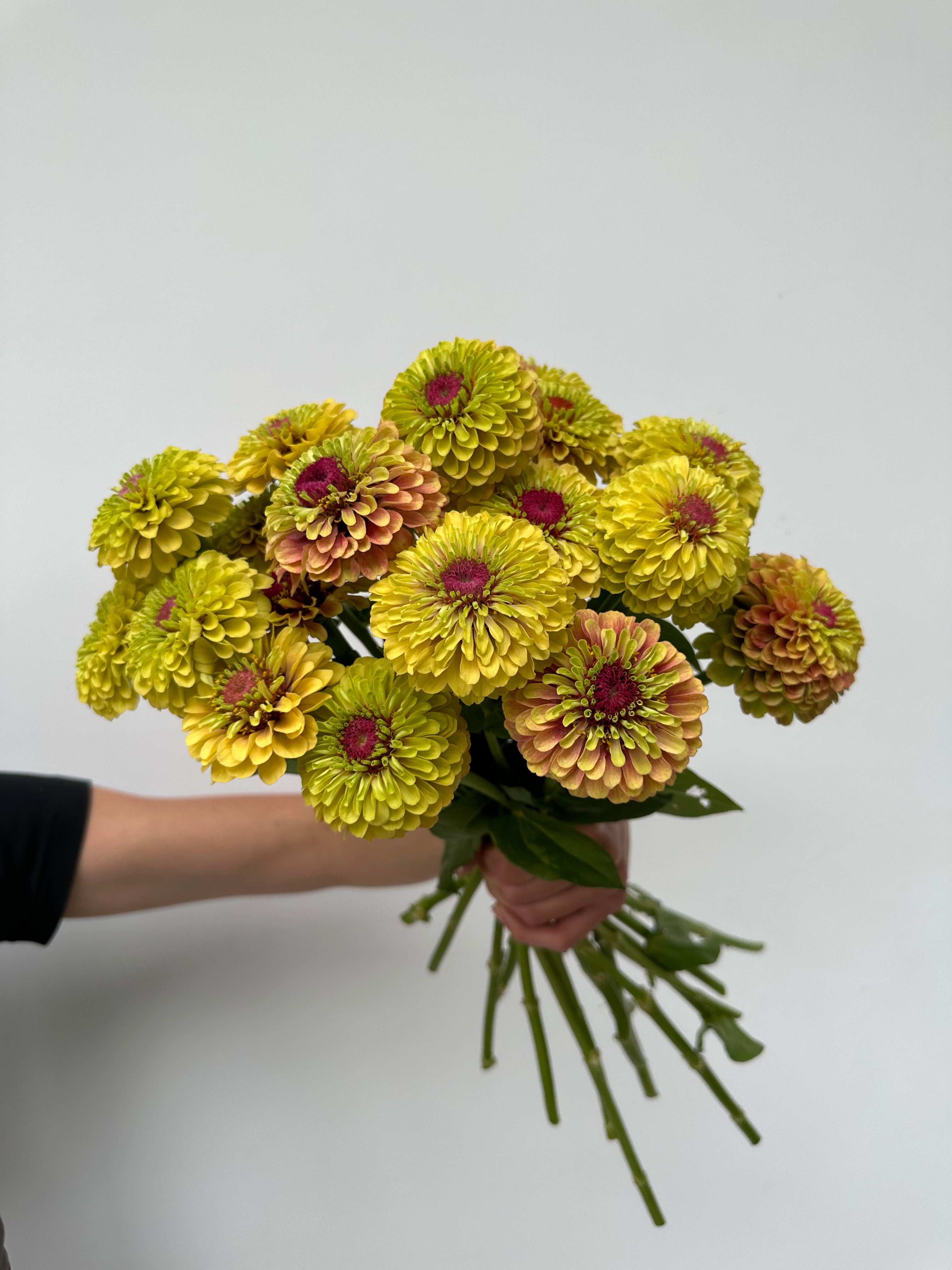 Zinnia Queen Lime Blotch