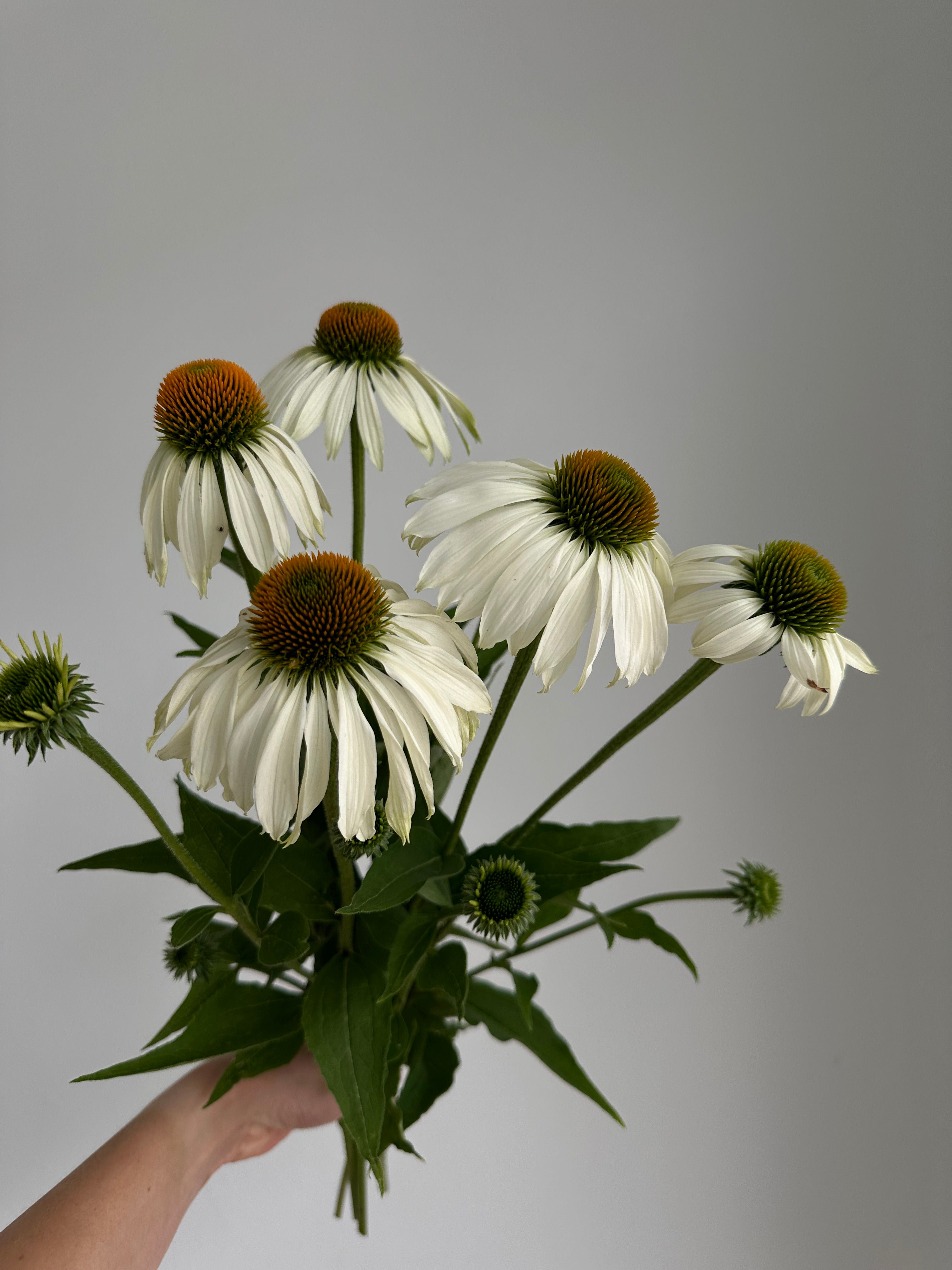 Echinacea purpurea White Swan