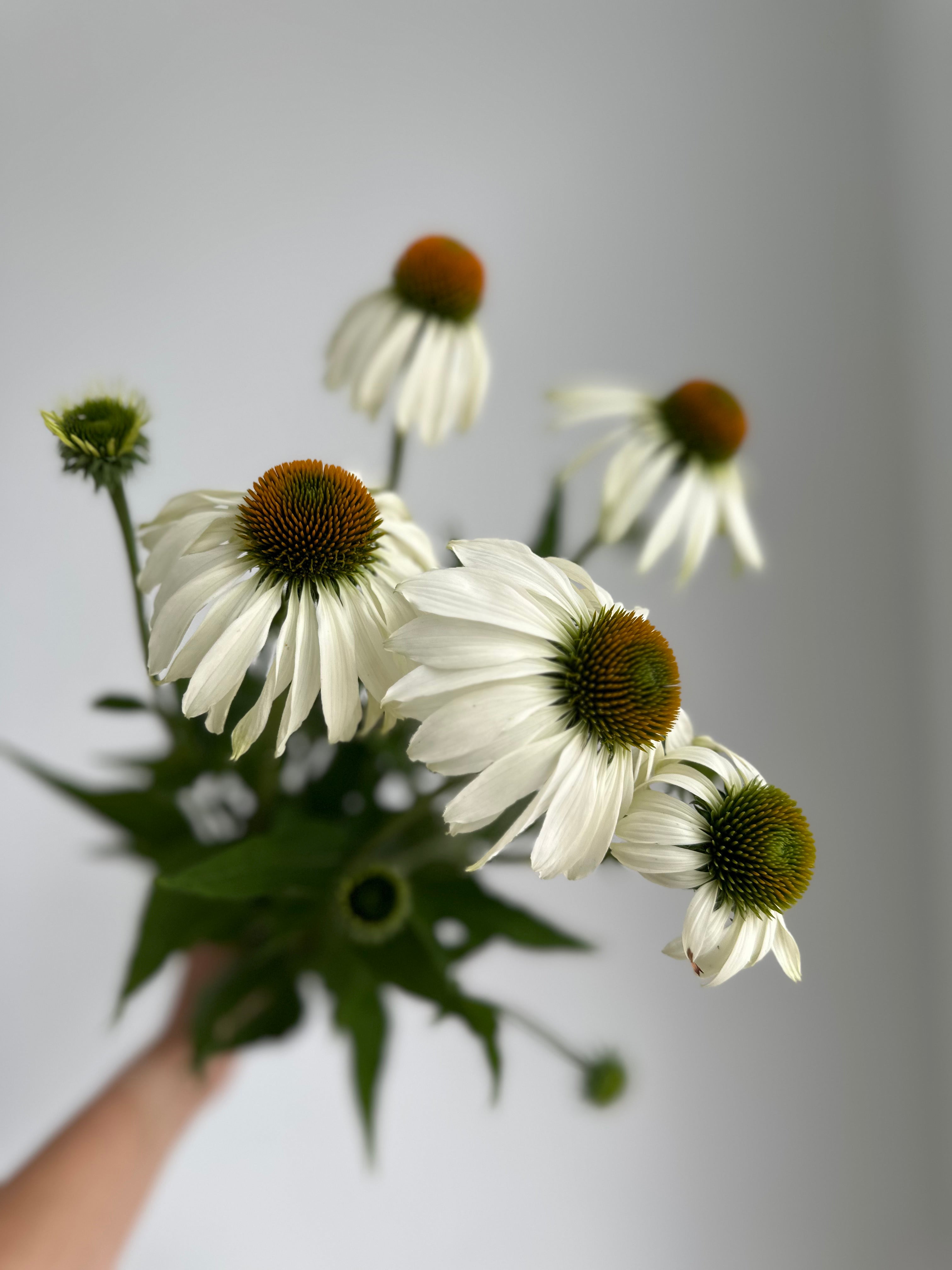 Echinacea purpurea White Swan