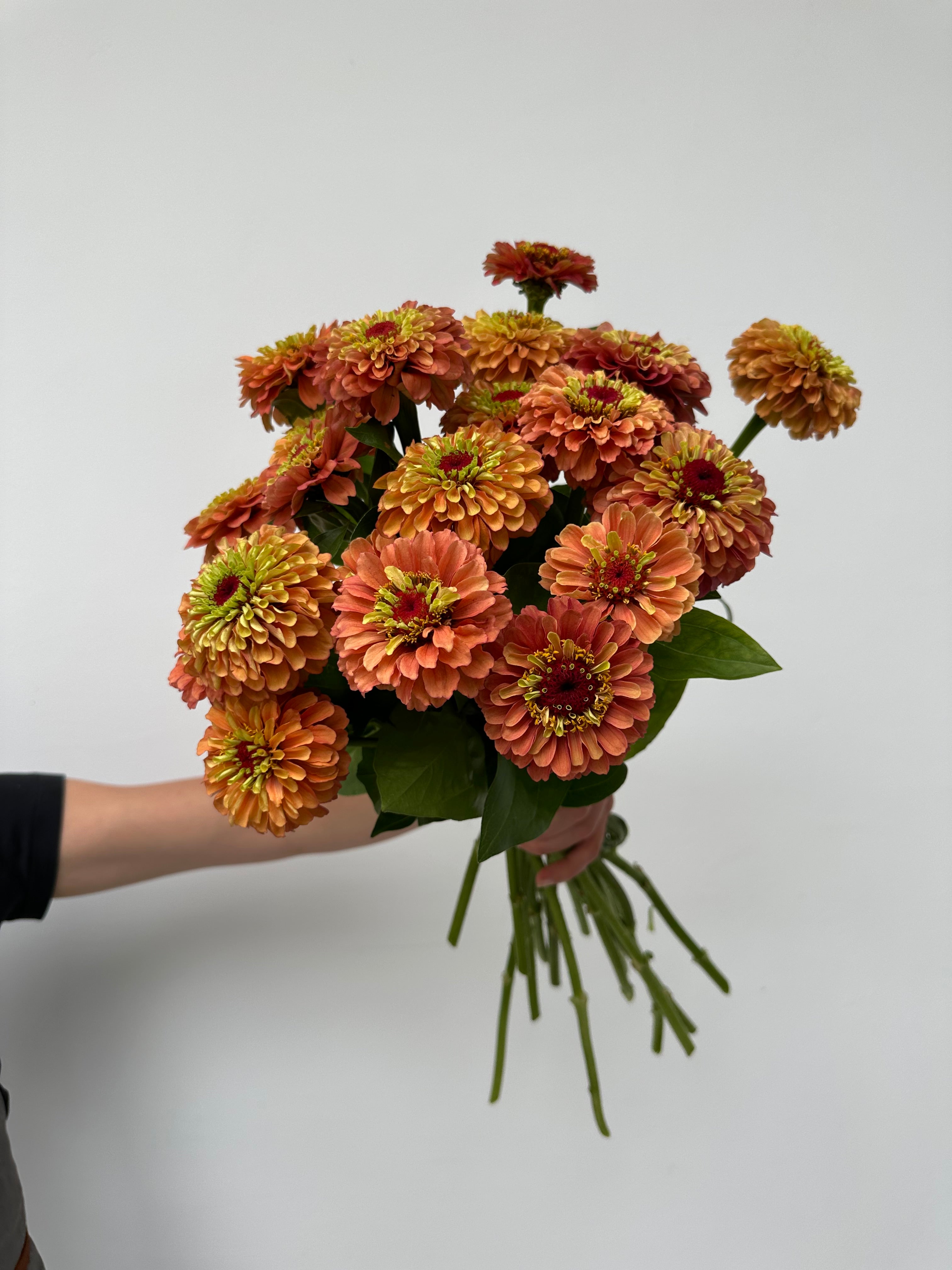 Zinnia Queen Lime Orange