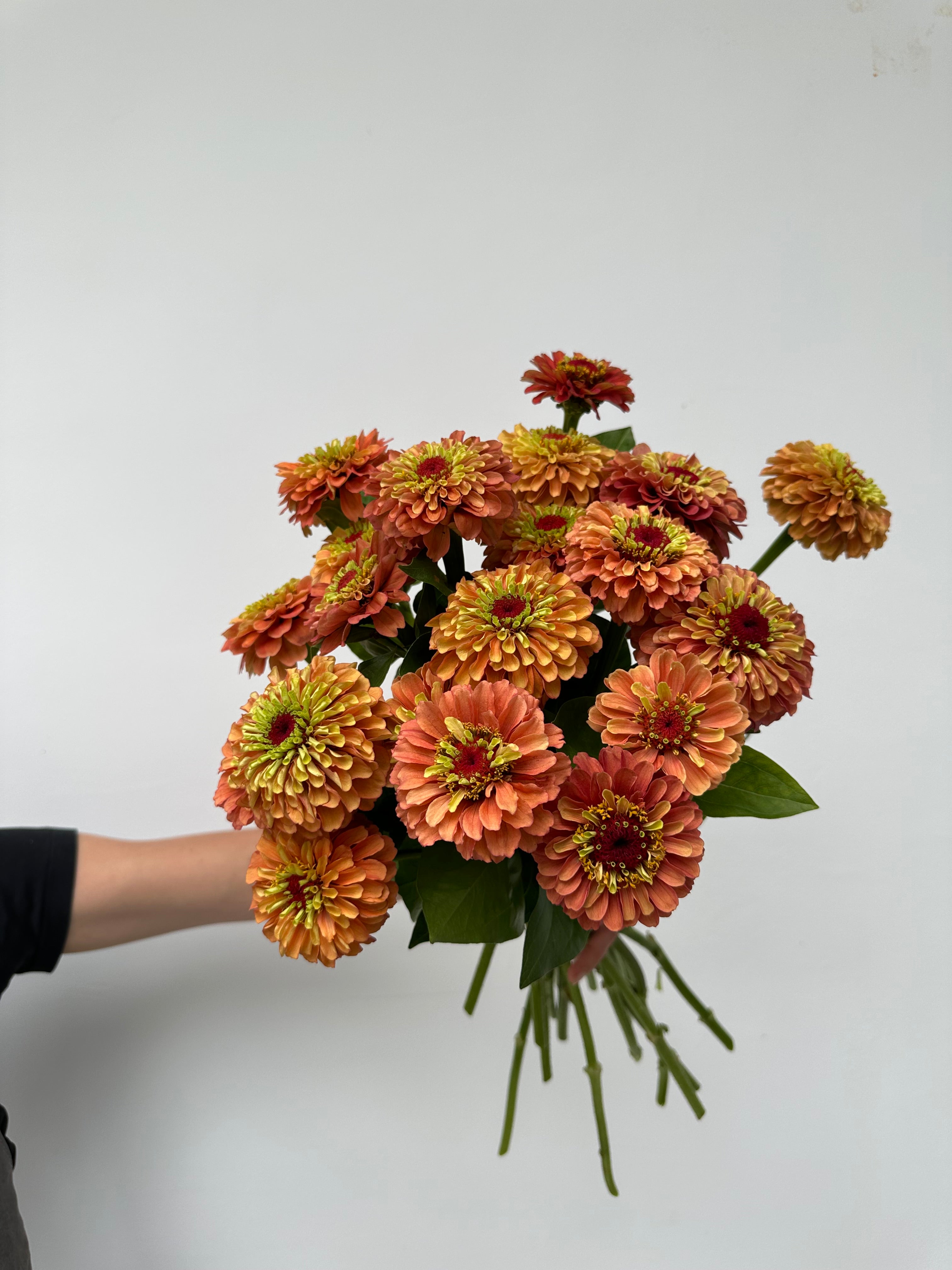 Zinnia Queen Lime Orange